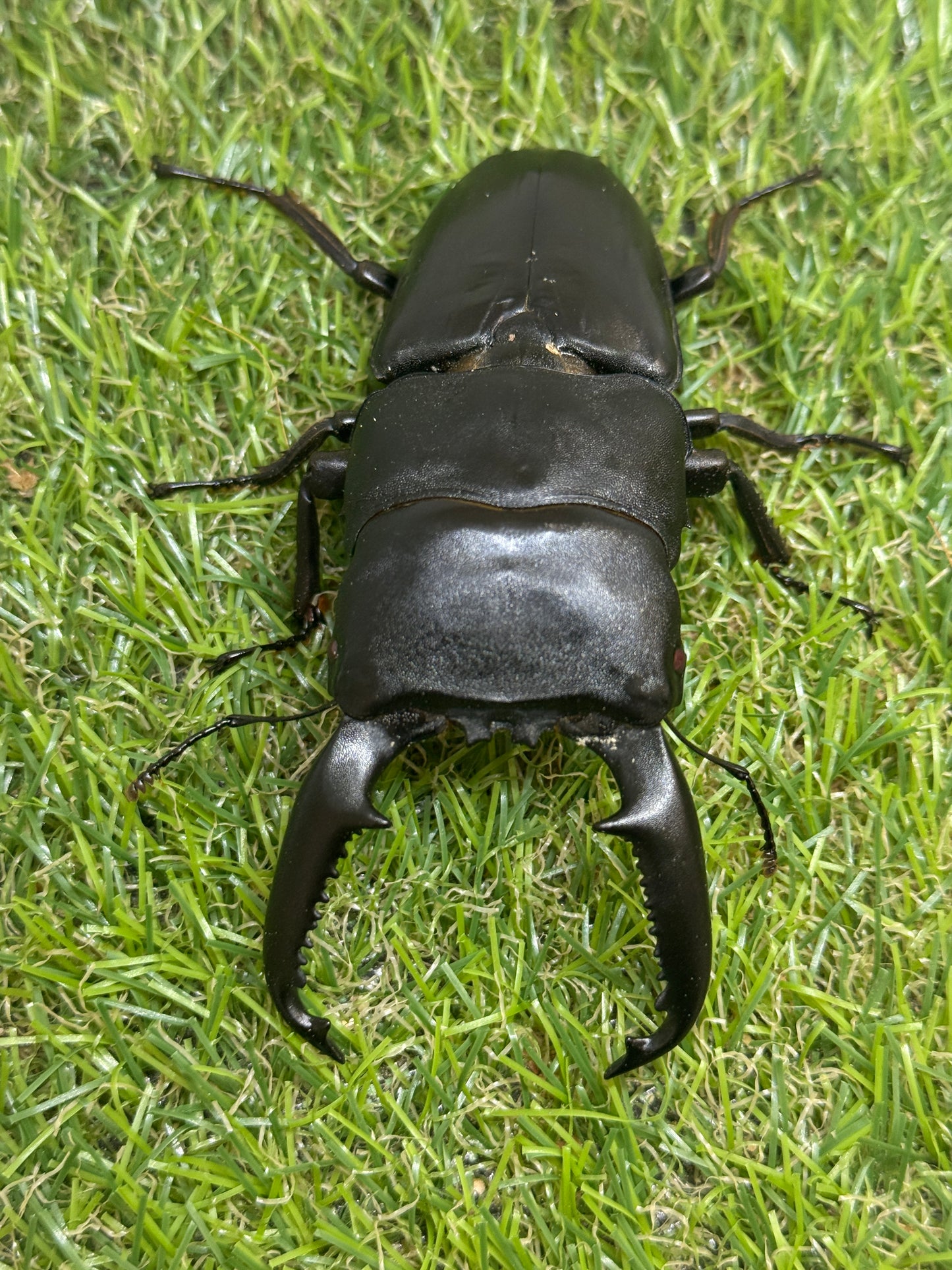 パラワンオオヒラタクワガタ(ピンクアイ血統)♂101.6mm　成虫ペア