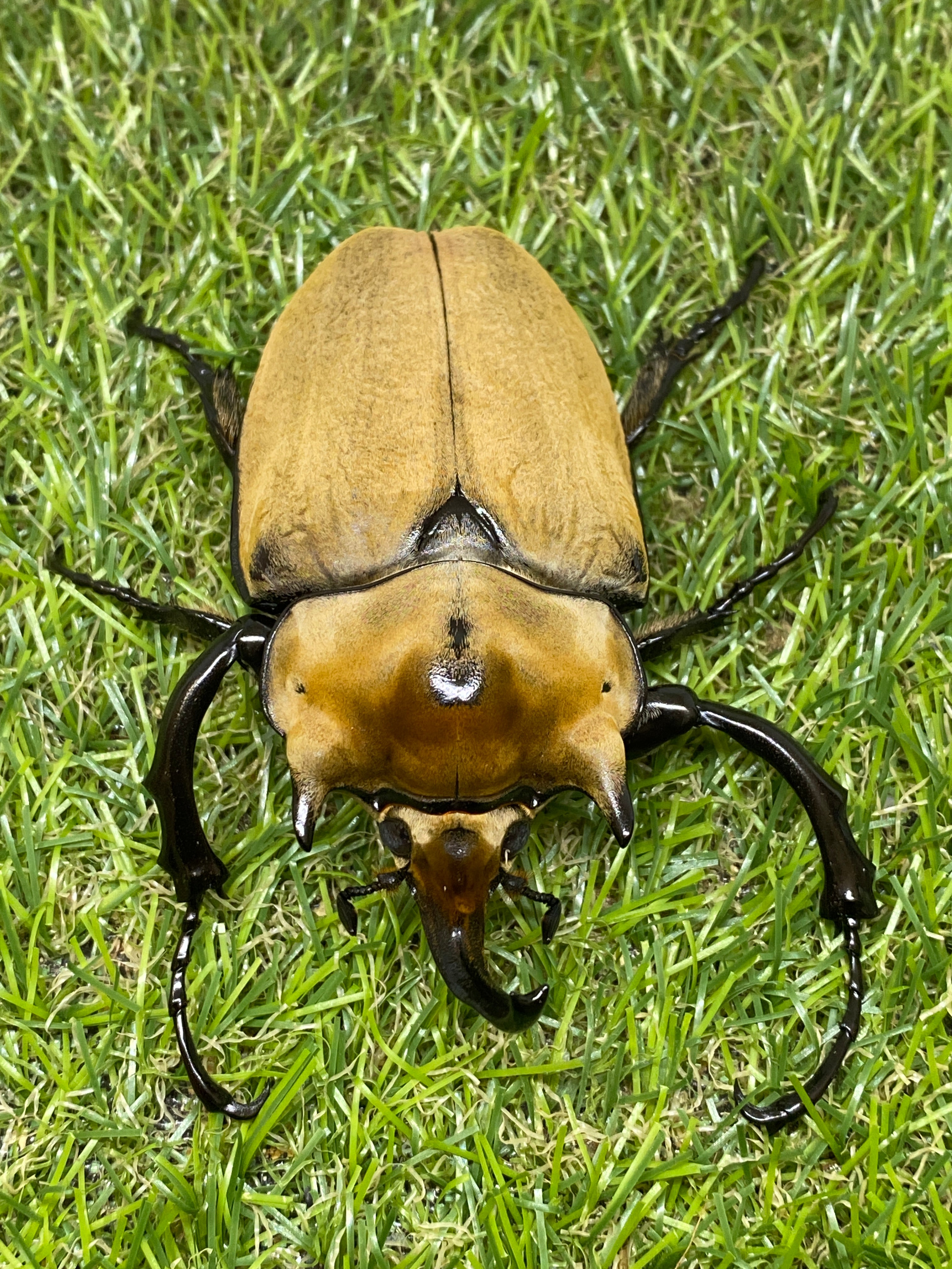 イイジマゾウカブト ♂89mm成虫ペア – 昆虫ショップNexus