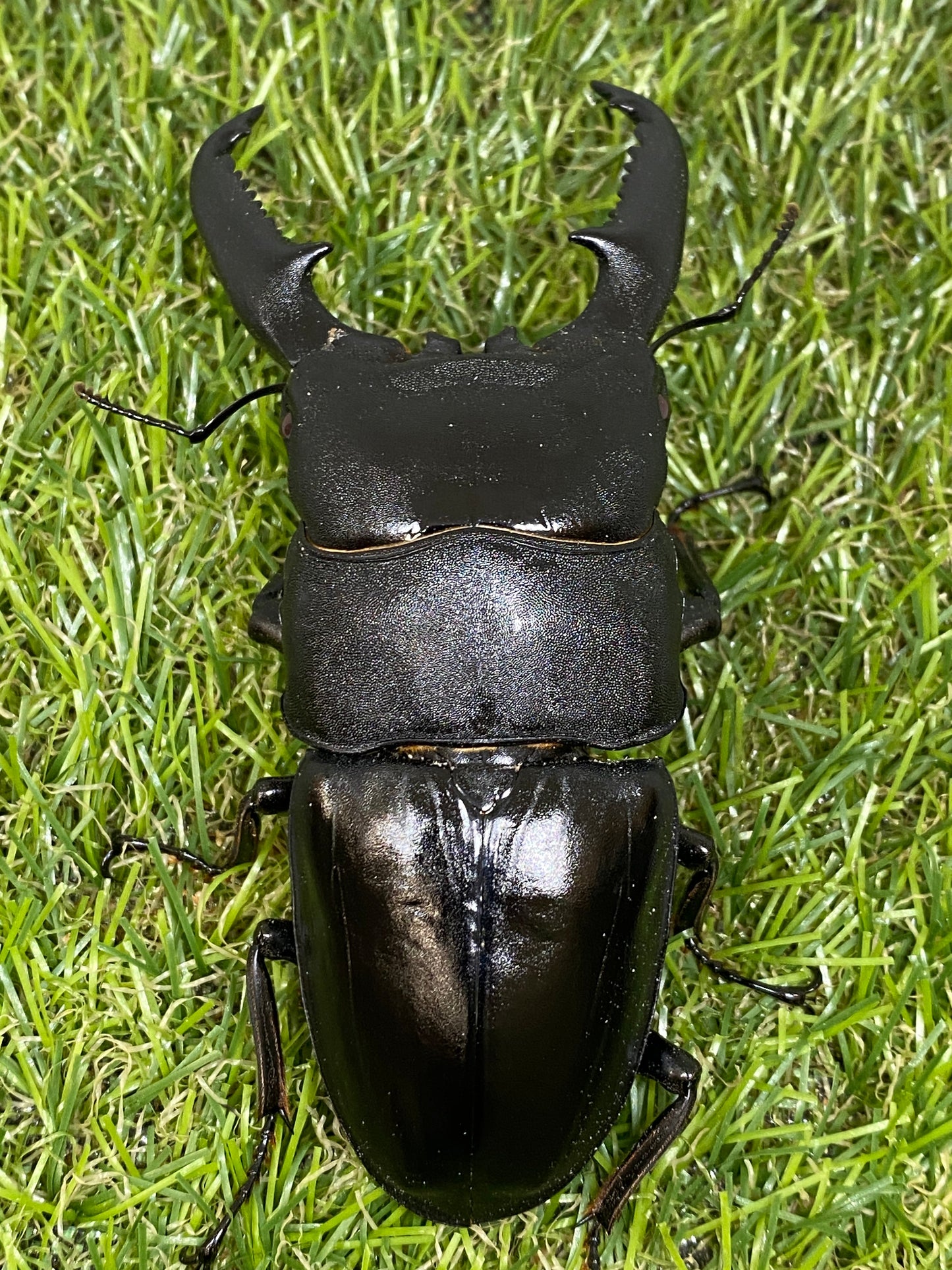 パラワンオオヒラタクワガタ(レッドアイ血統)幼虫(800cc菌糸投入済)1頭　親♂103mm