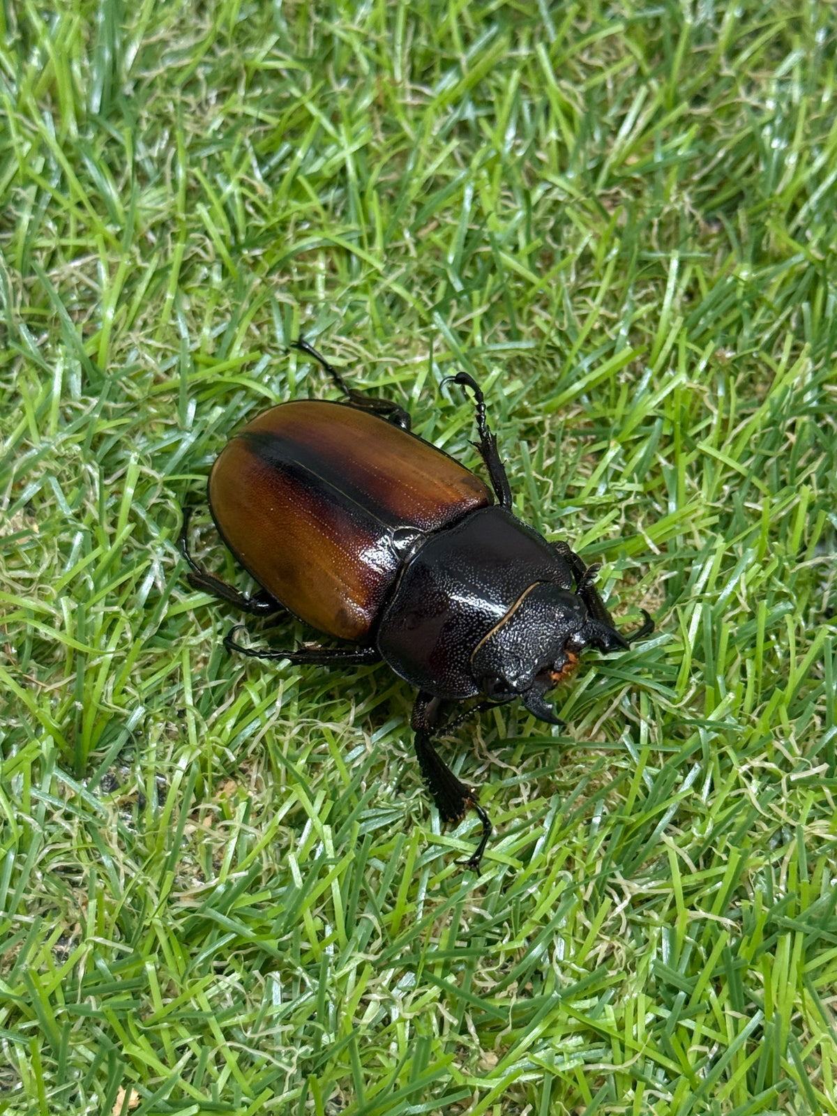 ラフェルトノコギリクワガタ　♂58.8mm成虫ペア