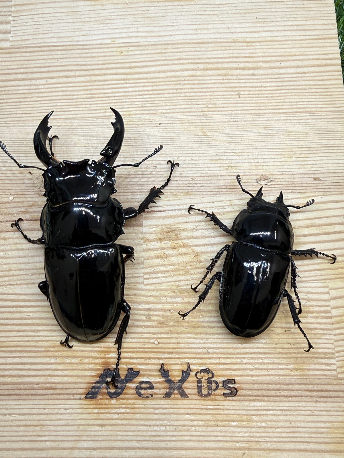レギウスオオツヤクワガタ　♂72.5mm成虫ペア