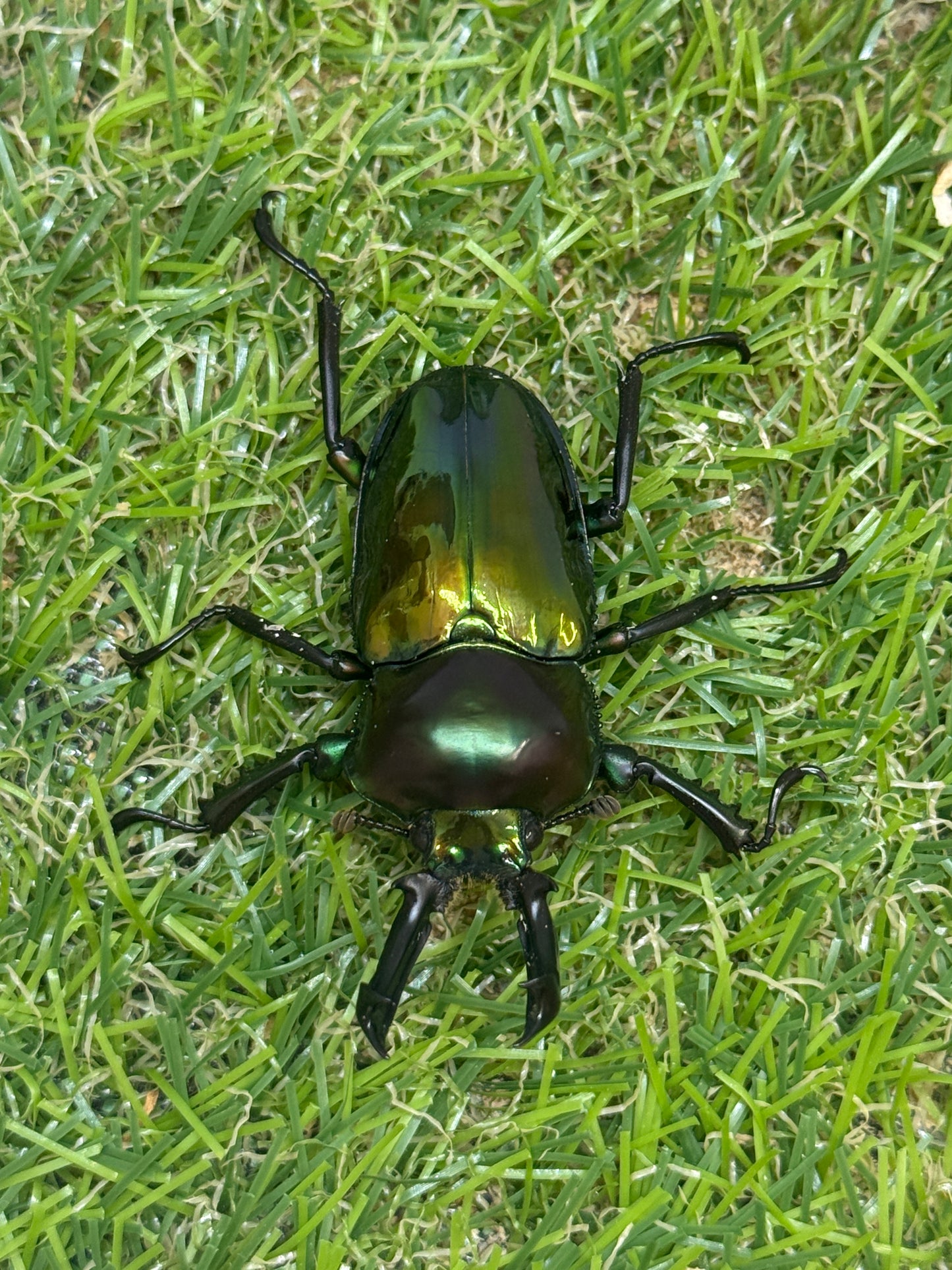 ニジイロクワガタ　♂49.9mm成虫ペア