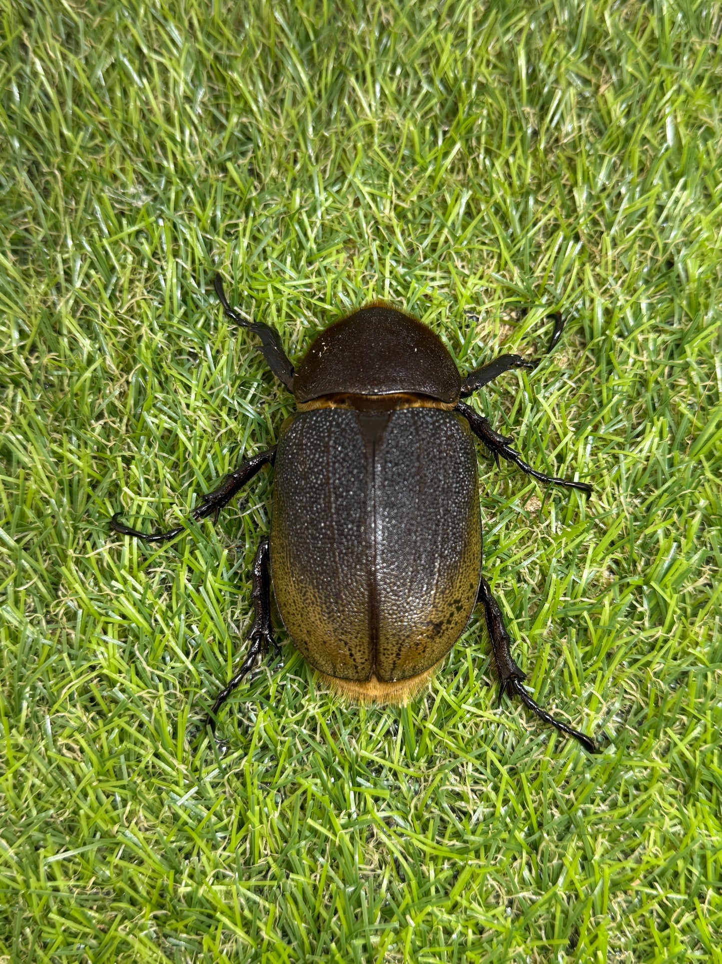 DH･ヘラクレス　♂138mm成虫ペア