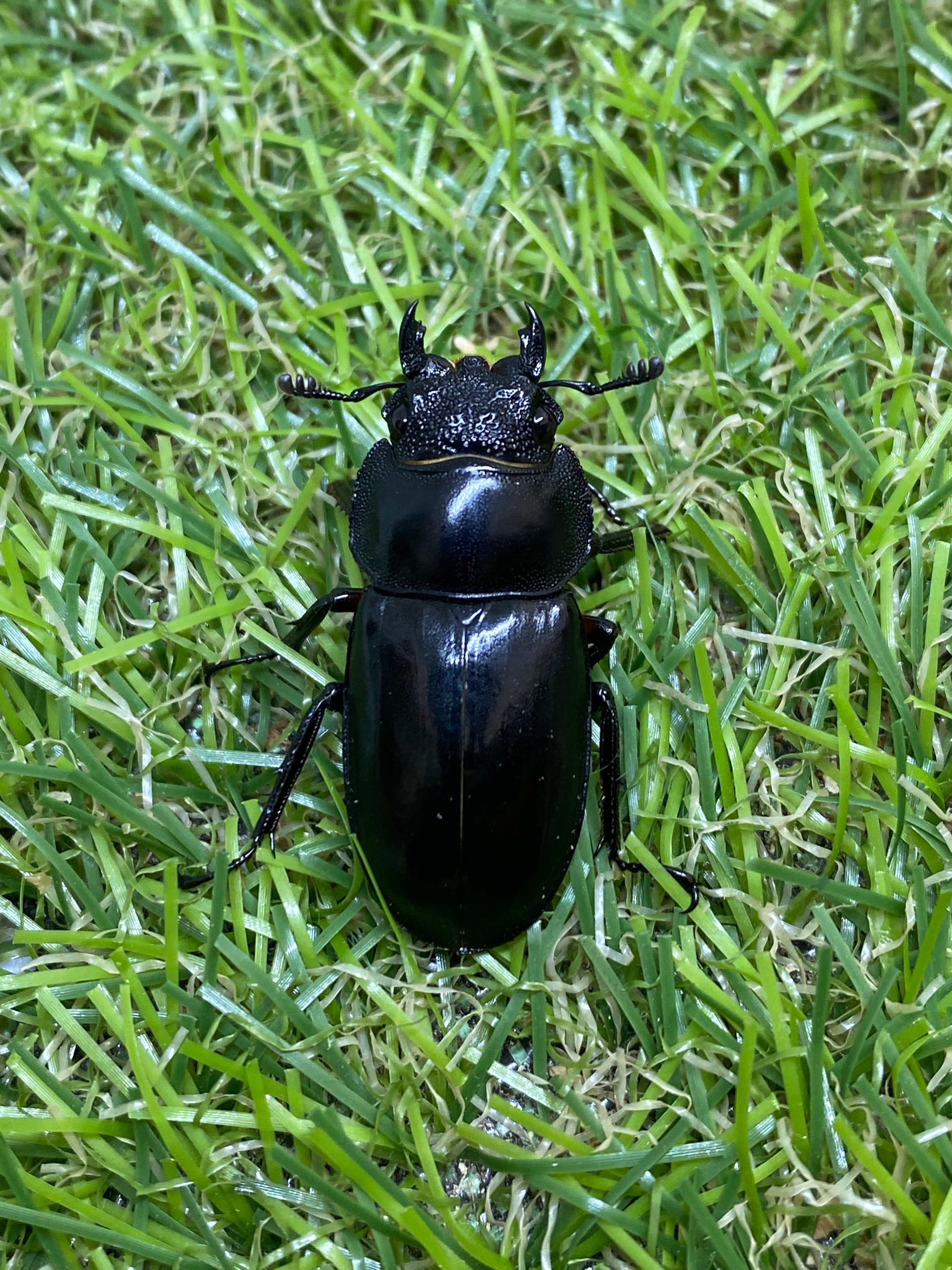 ディディエールシカクワガタ ♂70mm 成虫ペア – 昆虫ショップNexus