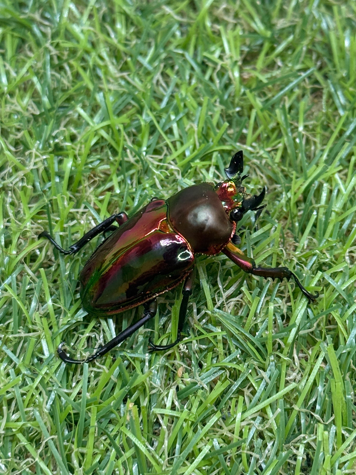 ニジイロクワガタ(レッド系)　freeサイズ成虫ペア