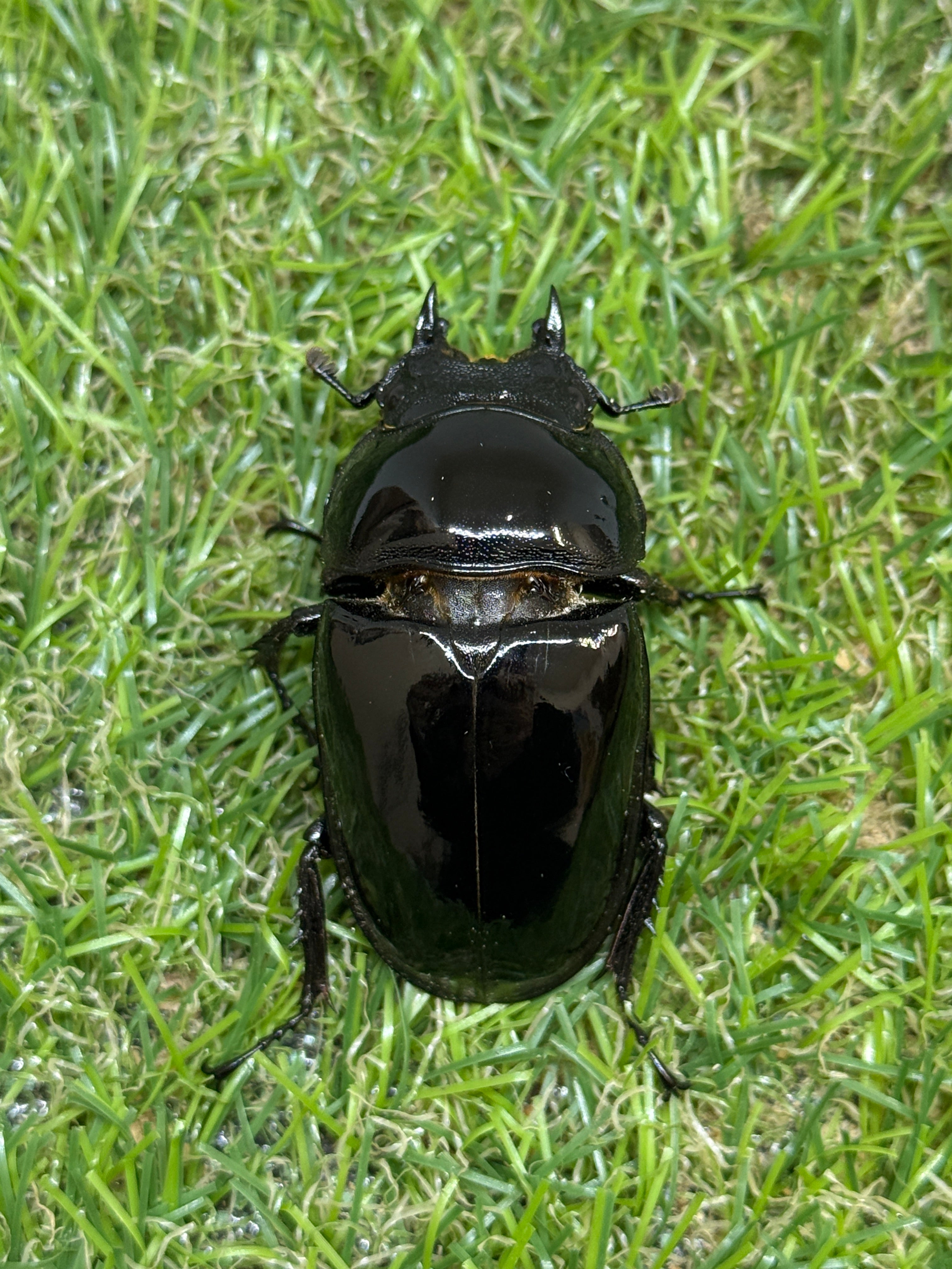 タランドゥスオオツヤクワガタ ♂73mm成虫ペア – 昆虫ショップNexus