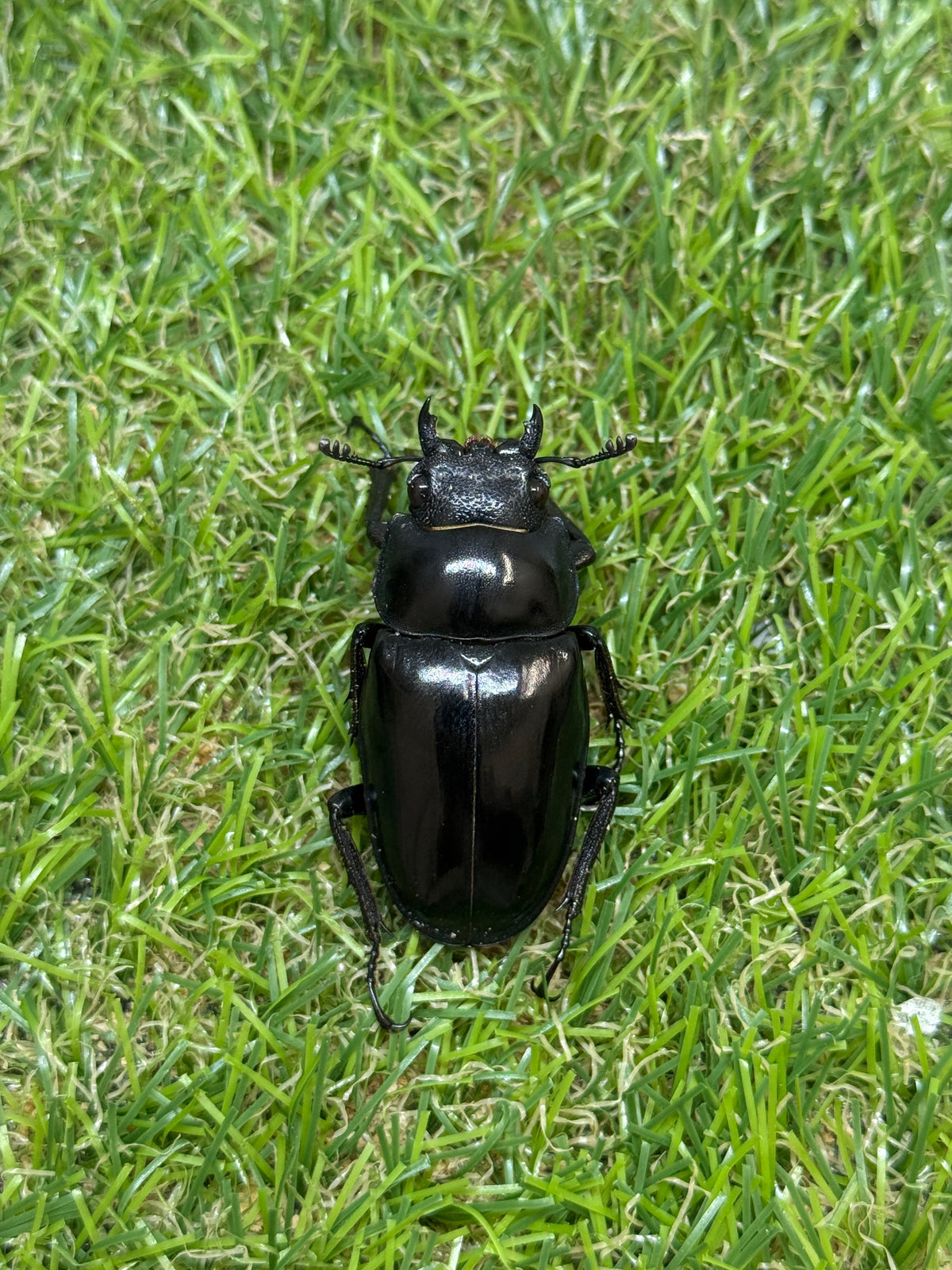 ギラファノコギリクワガタ　ニシカワイ　♂82mm成虫ペア