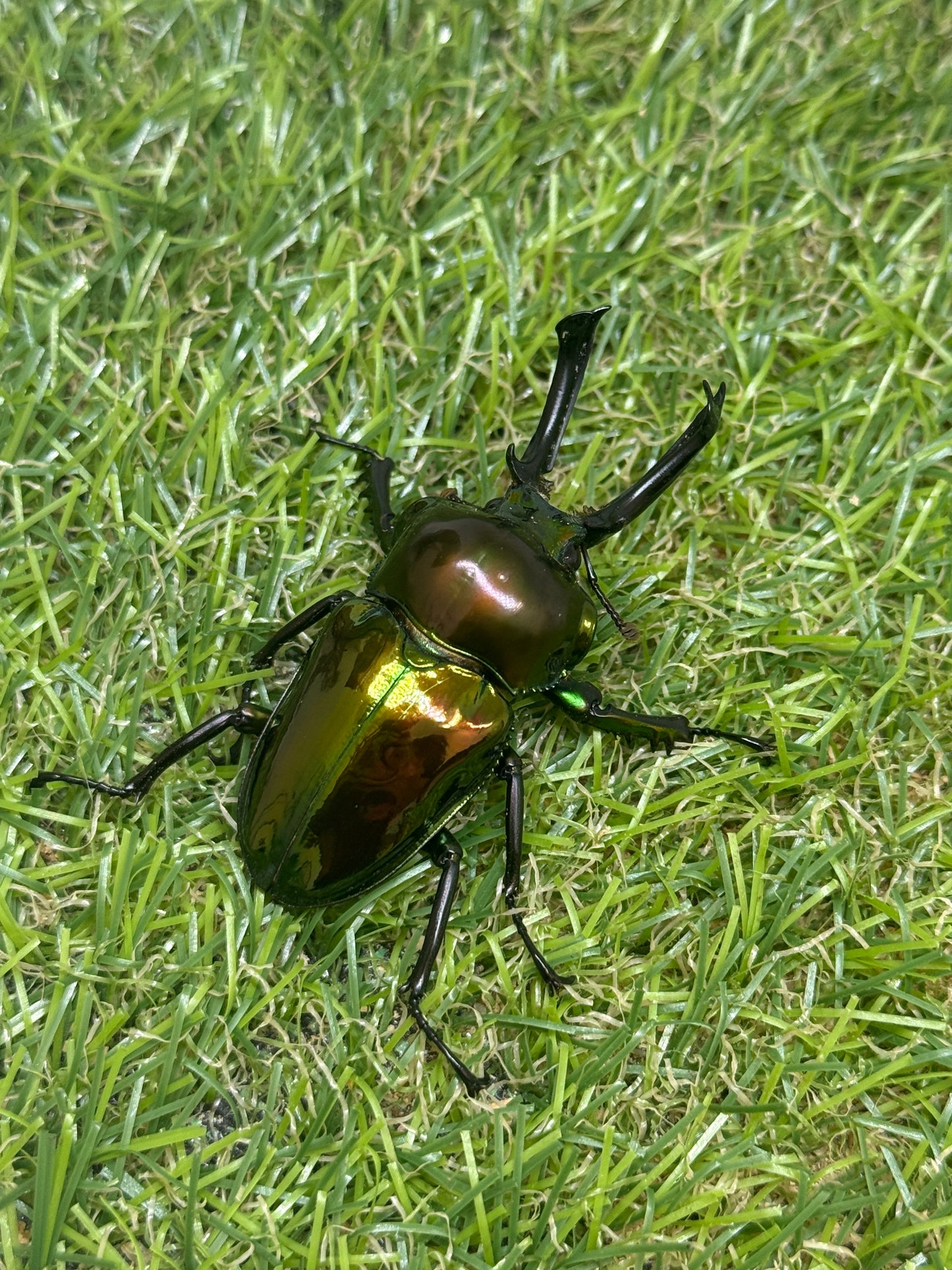 ニジイロクワガタ(ピカール系)　♂55.8mm成虫ペア