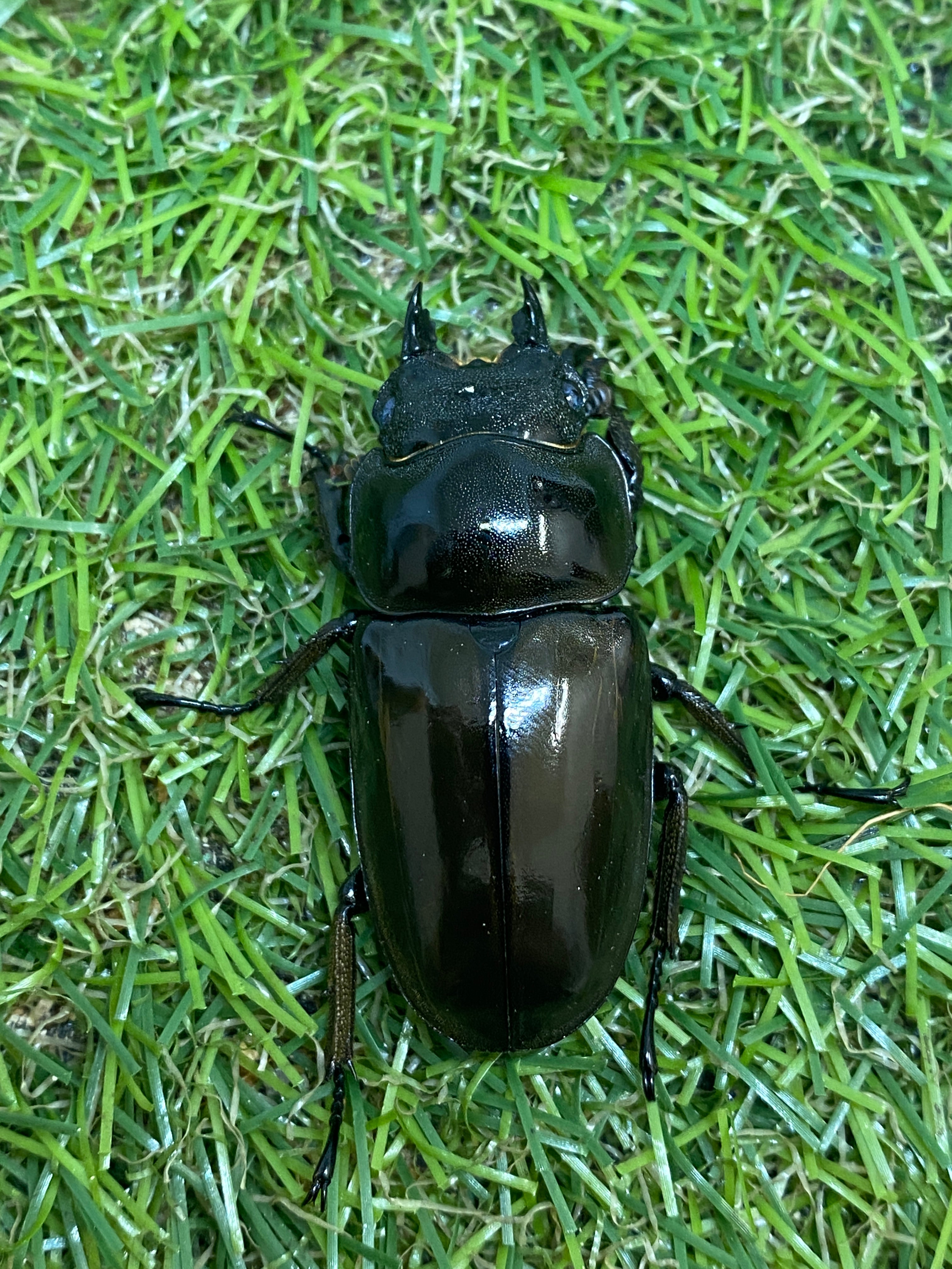 ババオウゴンオニクワガタ ♂60mm 成虫ペア – 昆虫ショップNexus