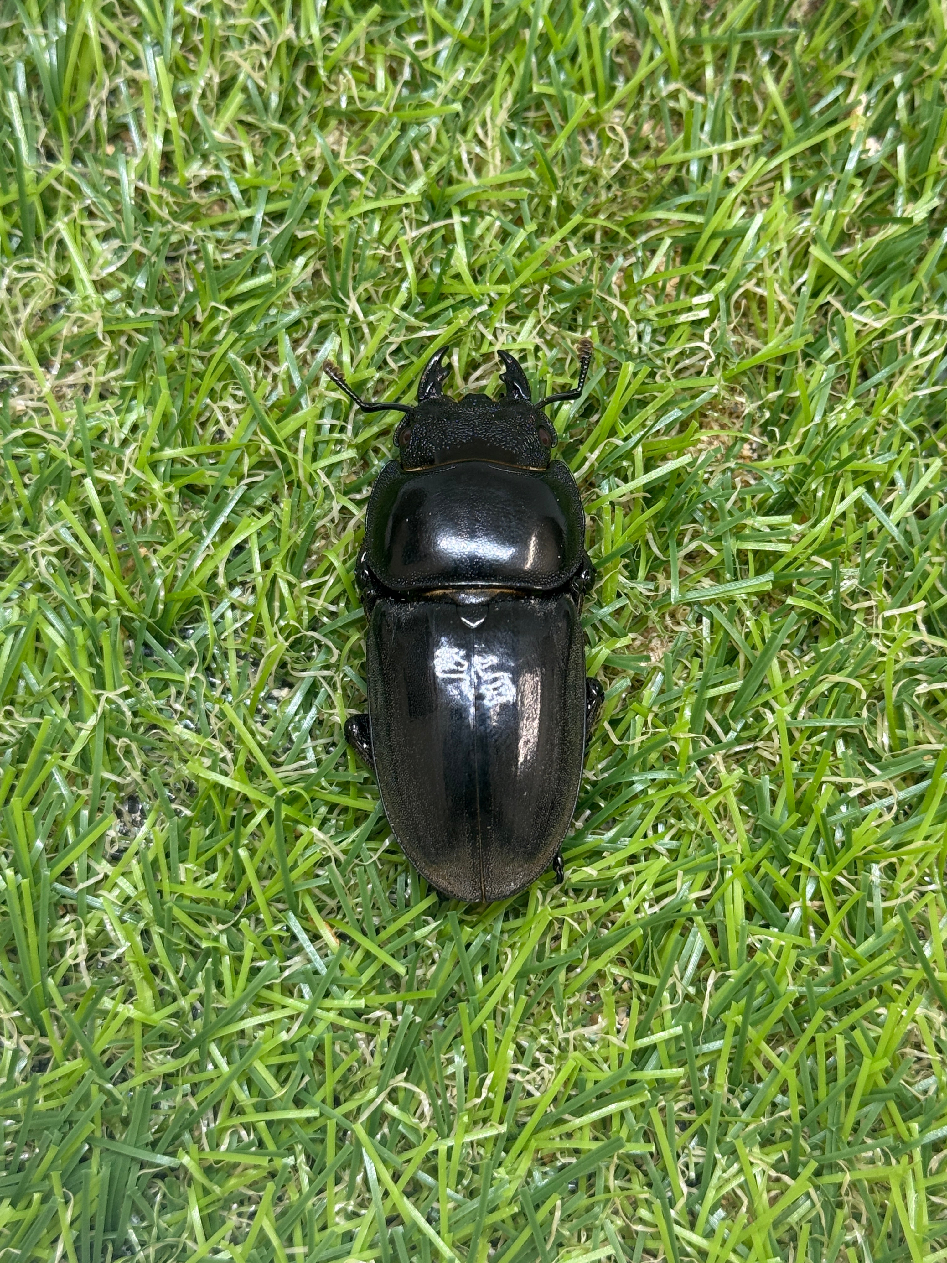 パラワンオオヒラタクワガタ(ピンクアイ血統)♂103.2mm成虫ペア – 昆虫