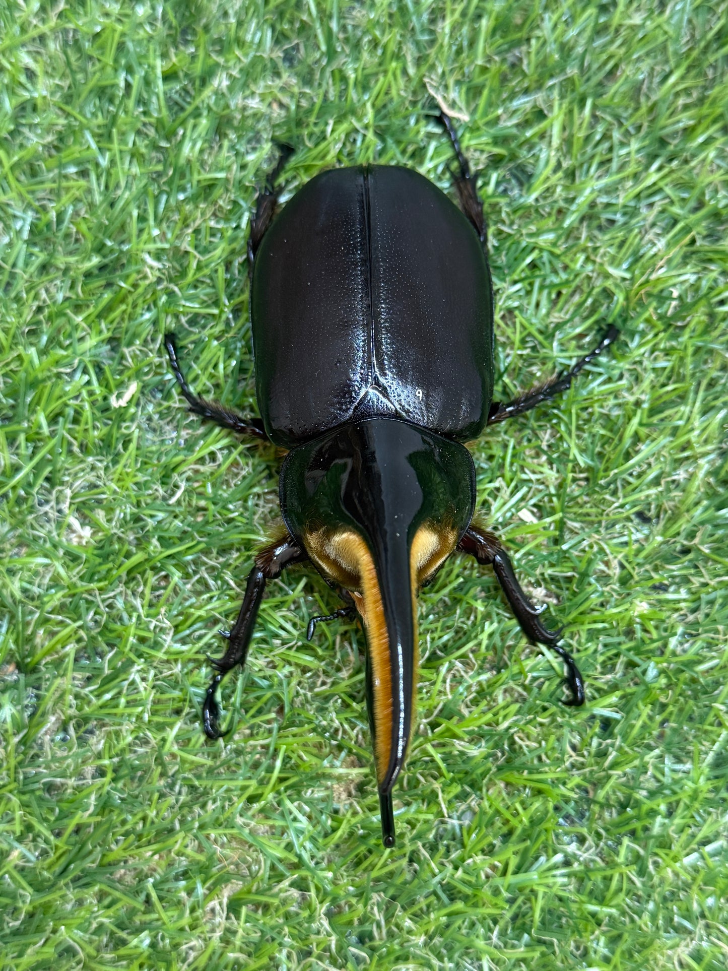 サタンオオカブト　♂100mm成虫ペア