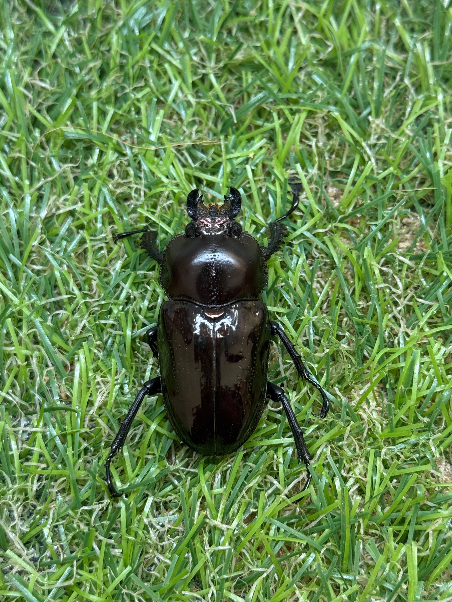 ニジイロクワガタ　♂62mm成虫ペア