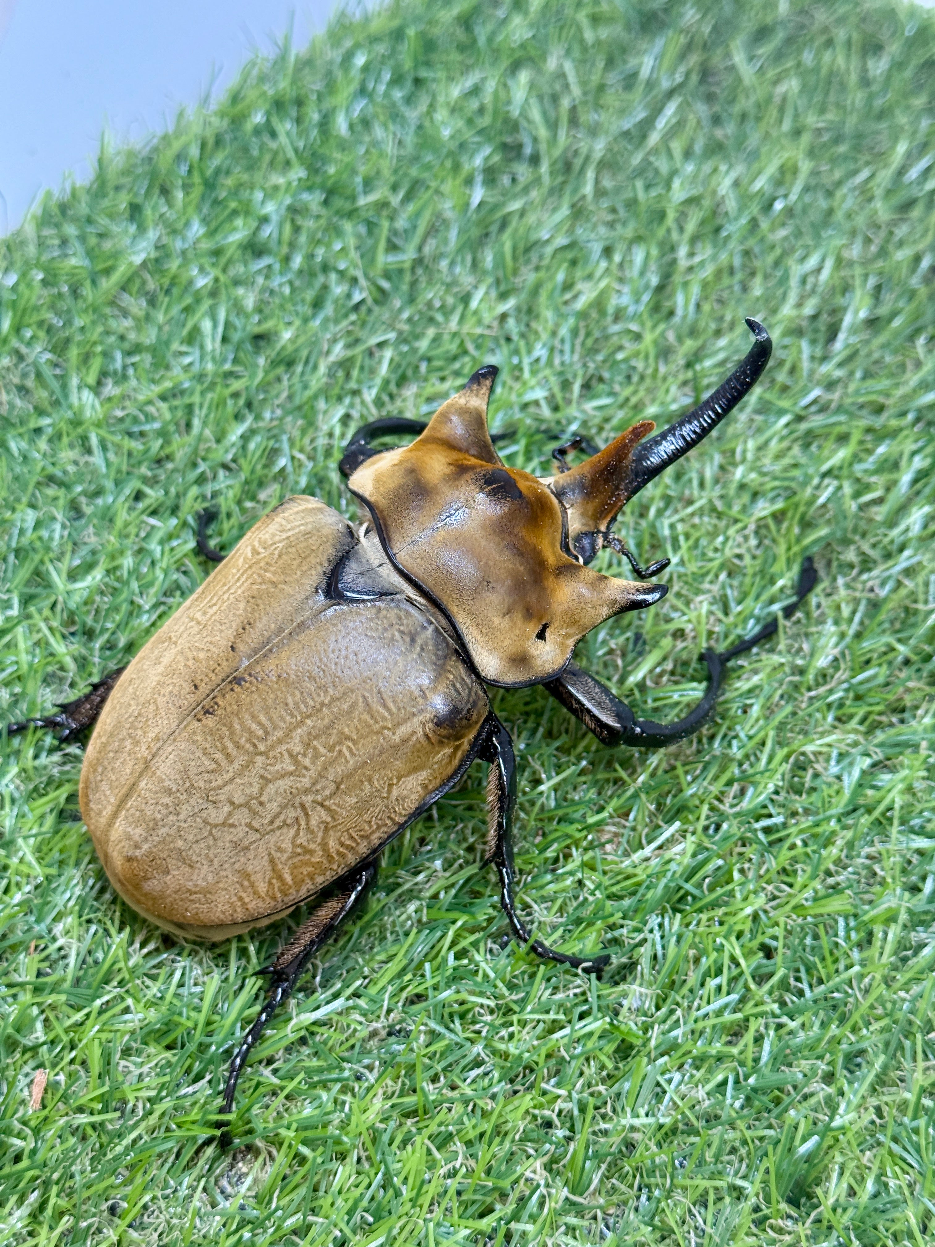 イイジマゾウカブト ♂115mm成虫ペア – 昆虫ショップNexus