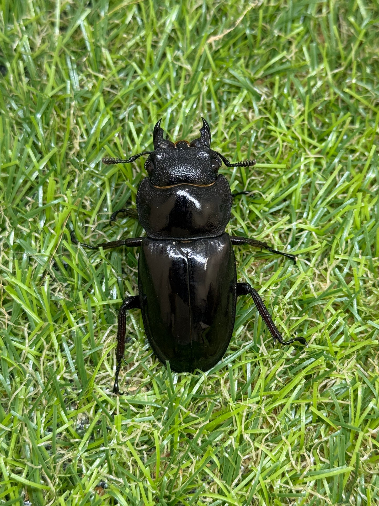 マンディブラリスフタマタクワガタ　♂80mm成虫ペア