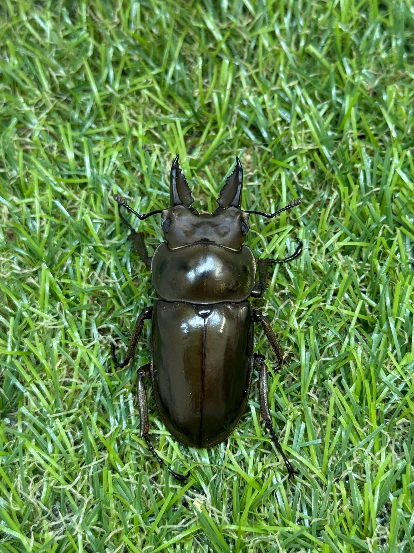 ババオウゴンオニクワガタ　♂50.8mm成虫ペア