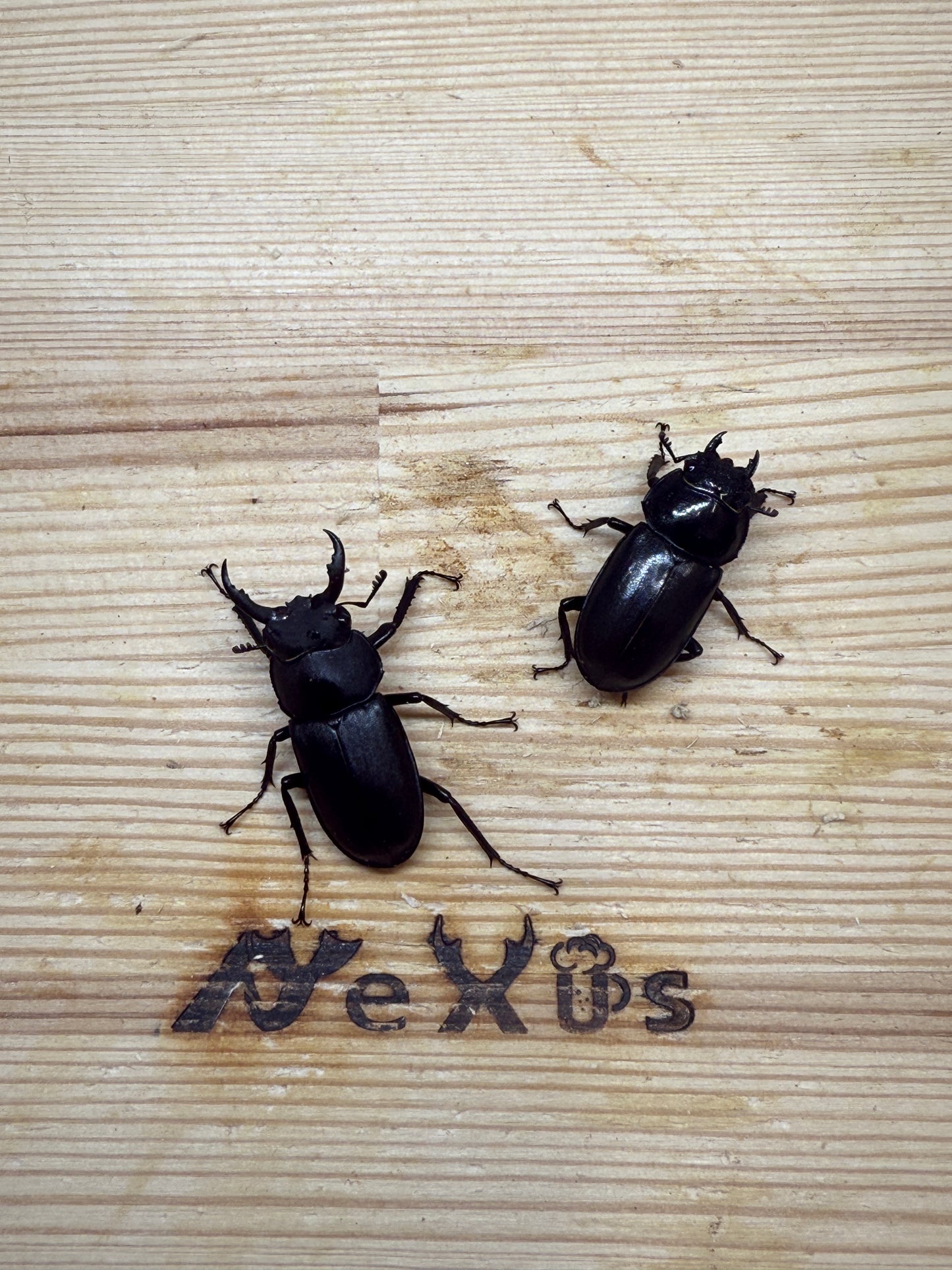 アマミシカクワガタ　freeサイズ成虫ペア
