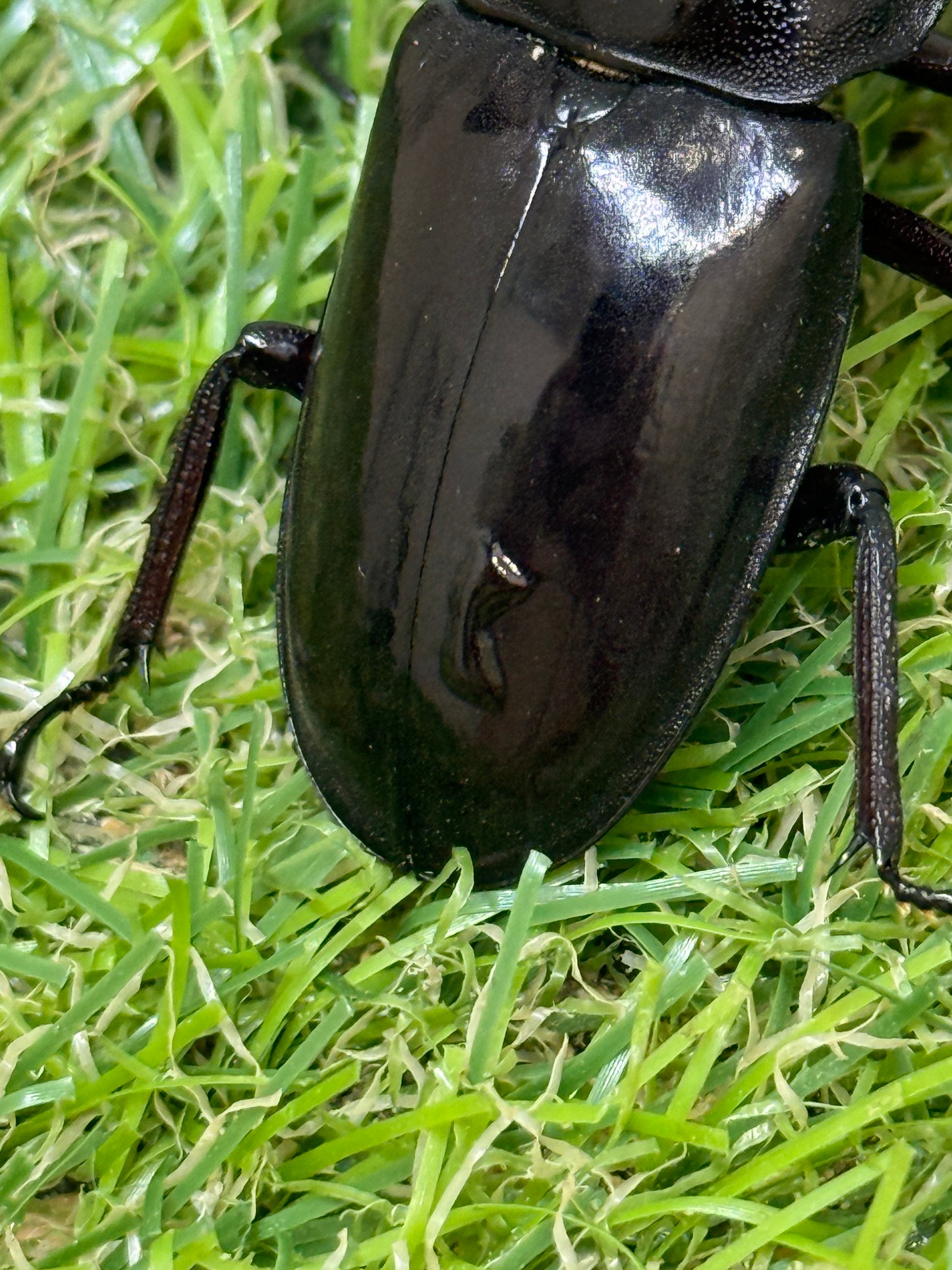 マンディブラリスフタマタクワガタ　♂80mm成虫ペア