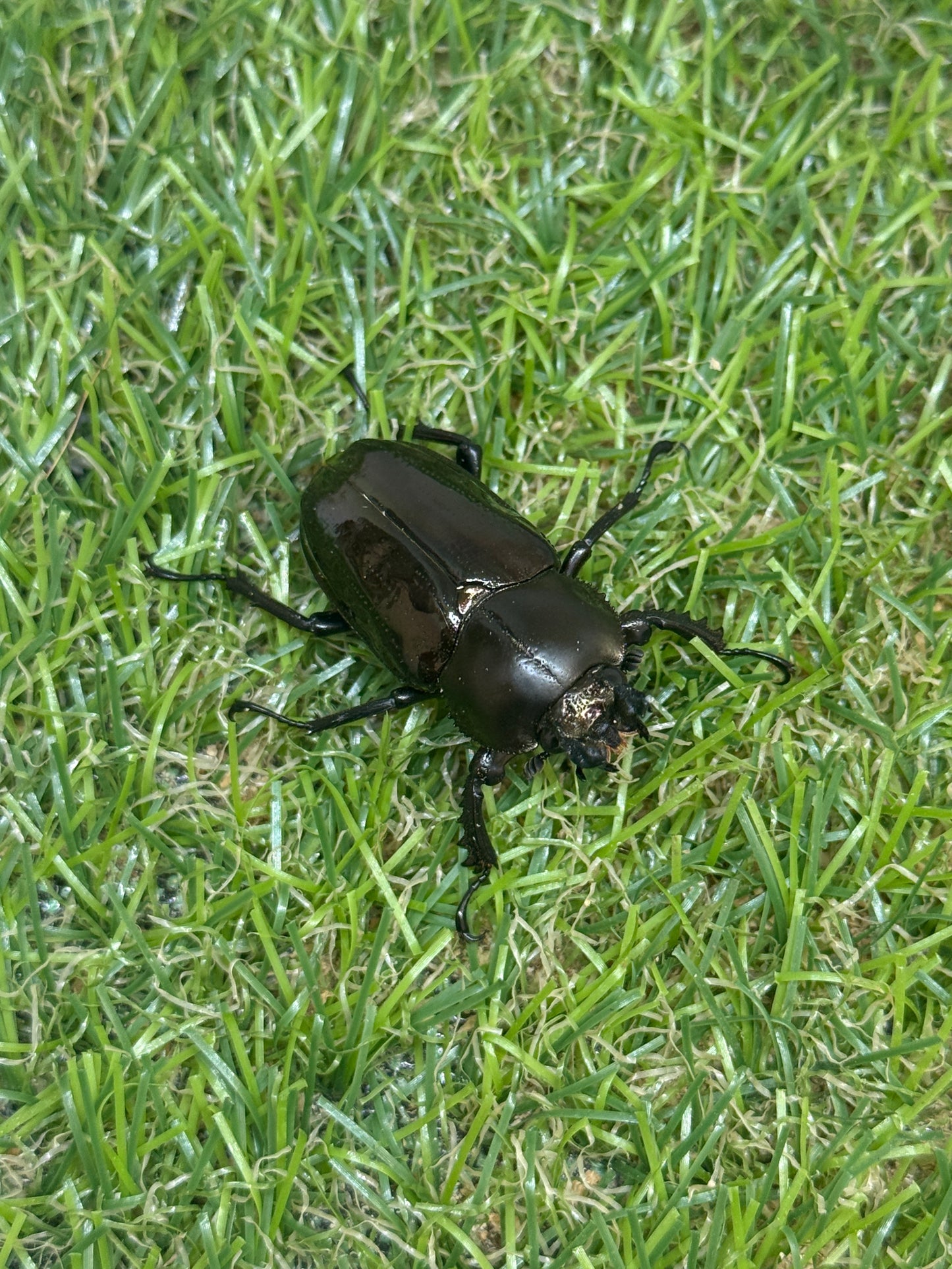 ニジイロクワガタ(レッド系)　♂58mm成虫ペア