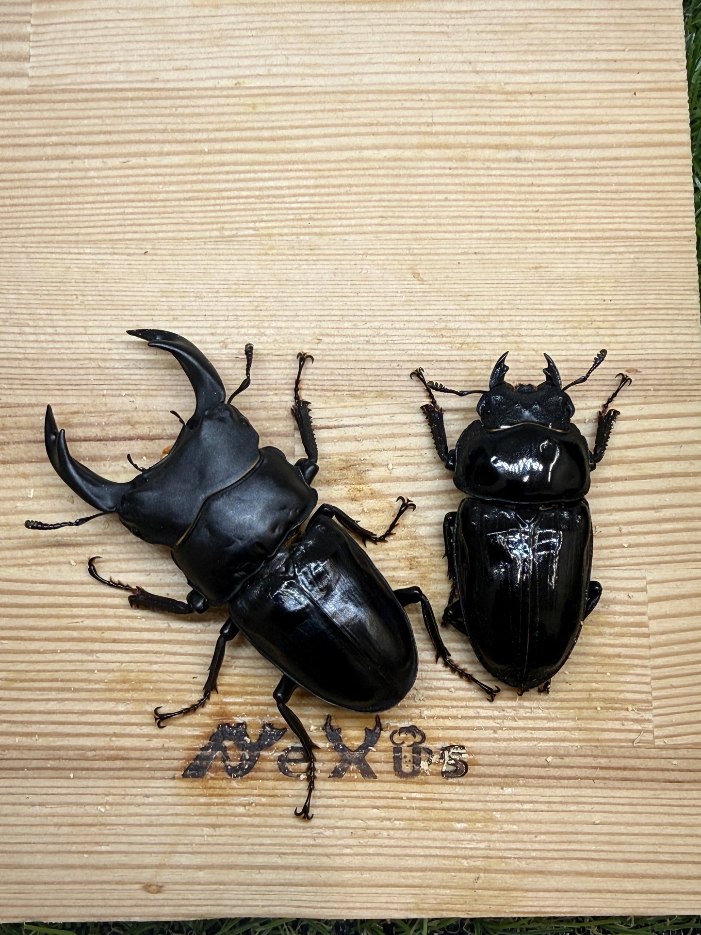 オオクワガタ　奈良輪川西　♂72.3mm成虫ペア