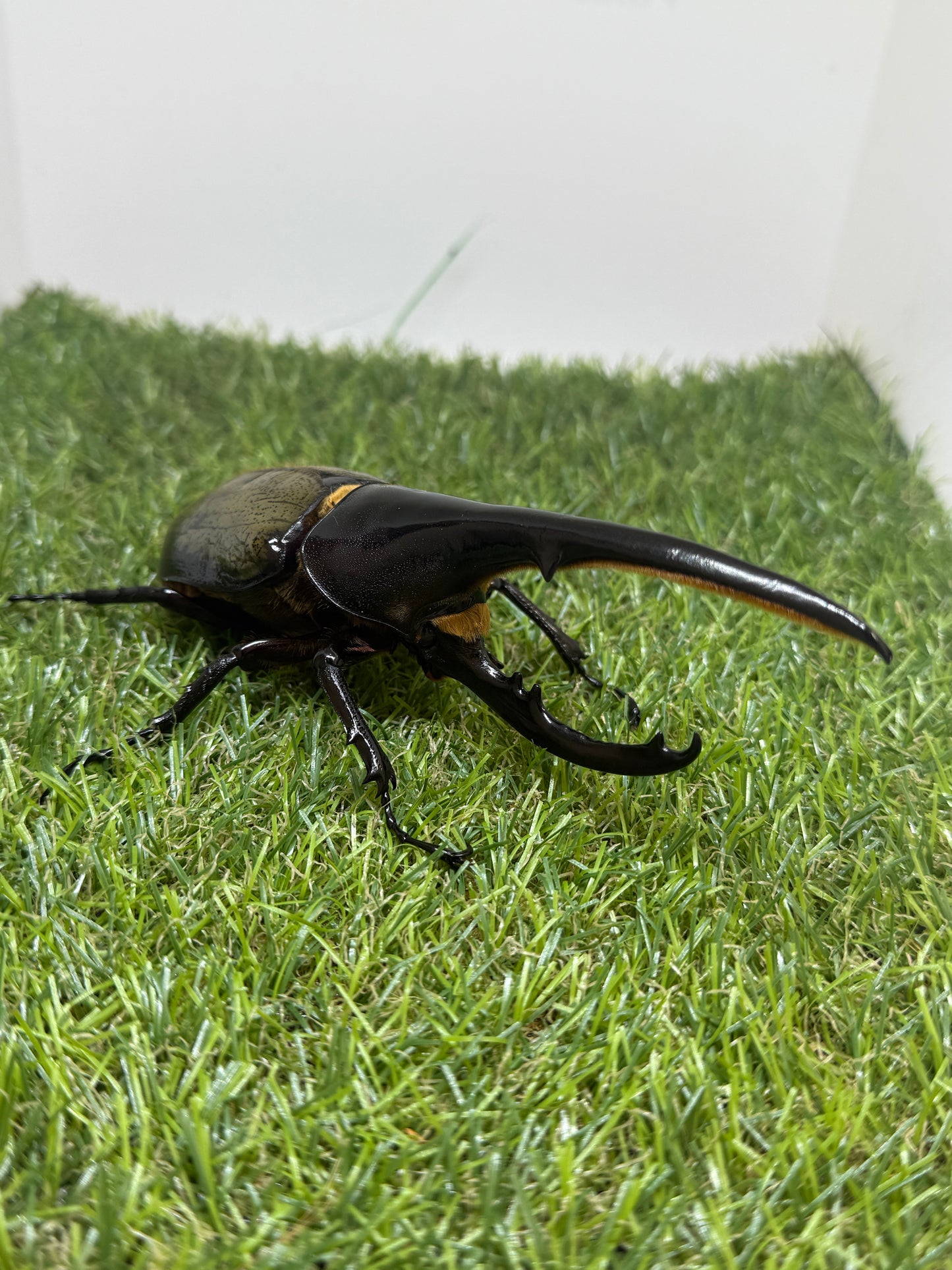 DH･ヘラクレス　♂141mm成虫ペア