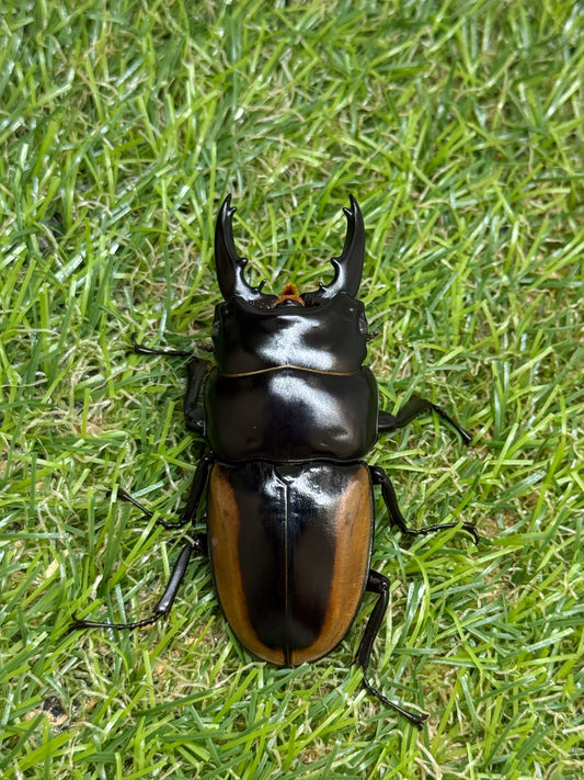 ハスタートノコギリクワガタ　♂61.8mm成虫ペア
