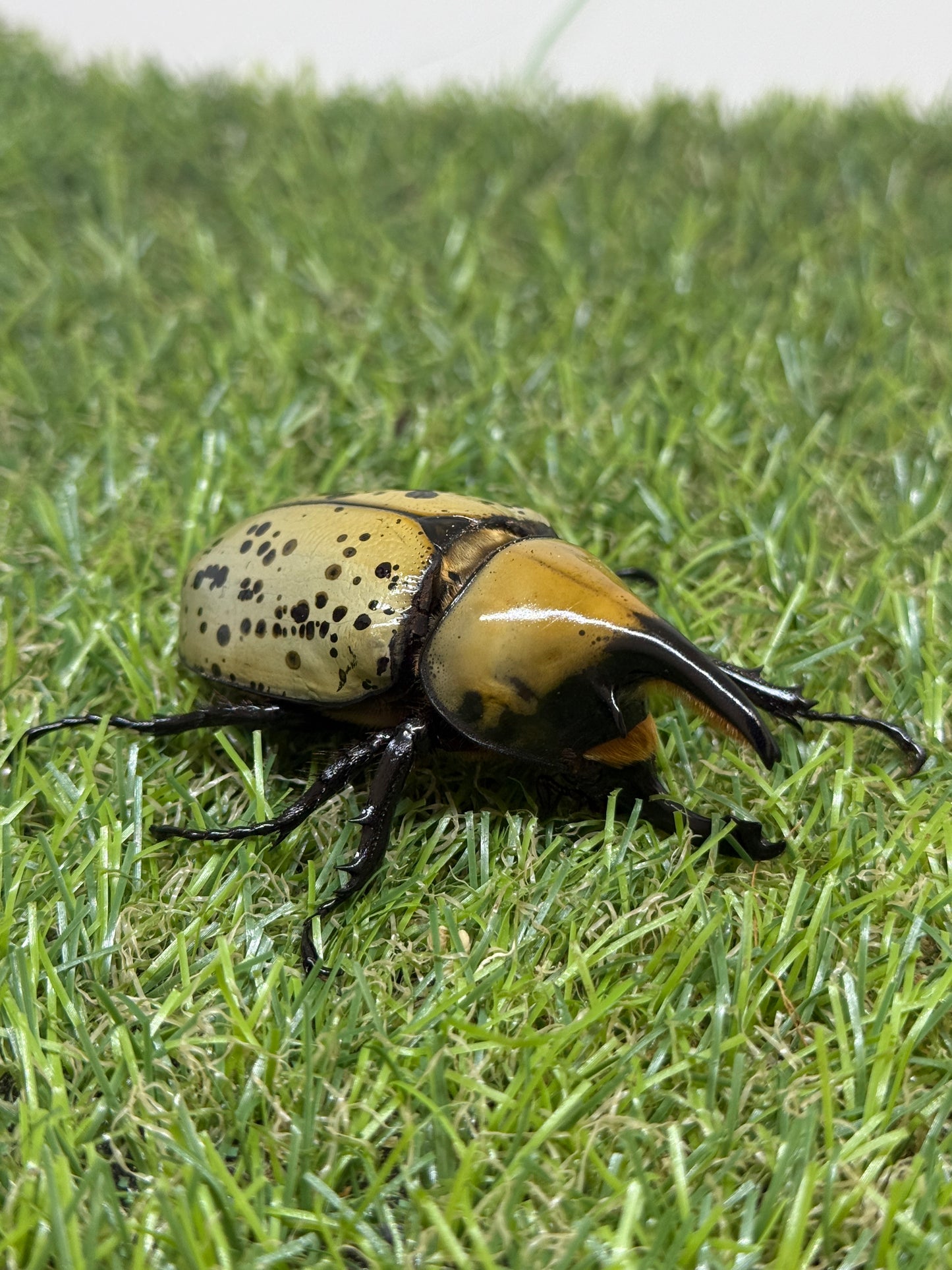 ティティウスシロカブト　♂65mm成虫ペア