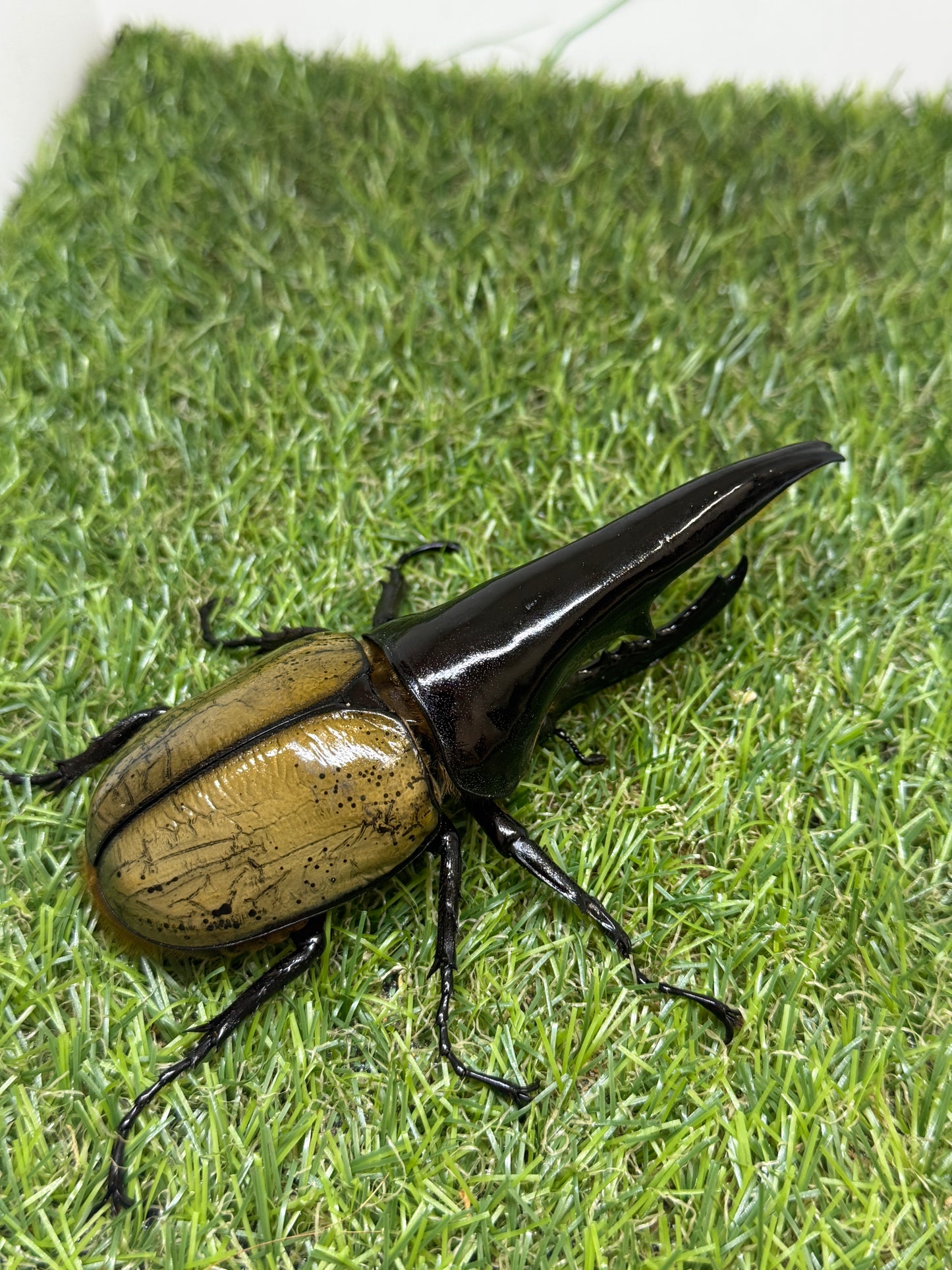 DH･ヘラクレス(極短極太)　♂121mm成虫ペア