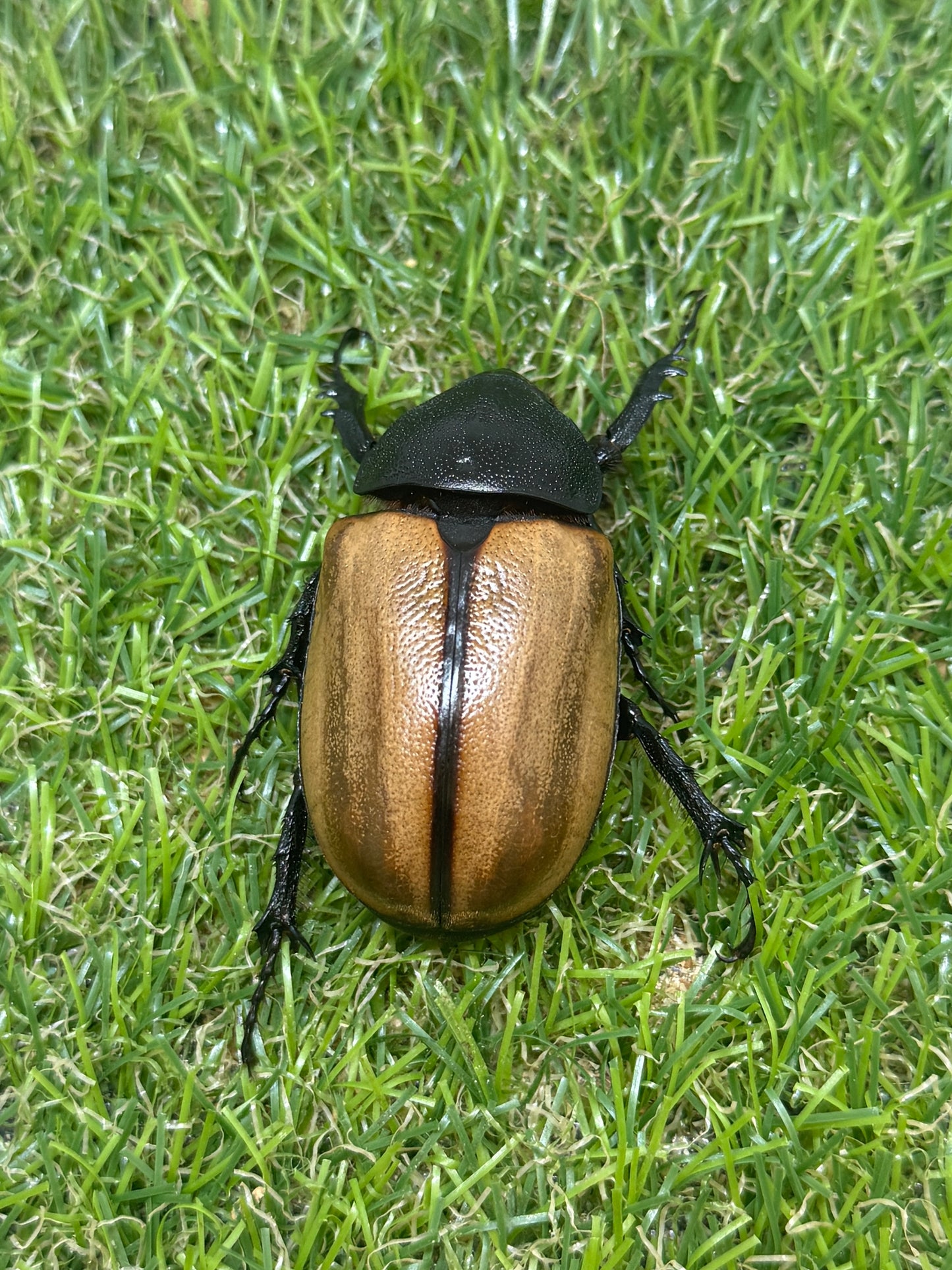 ゴホンヅノカブトWD　♂75mm成虫ペア