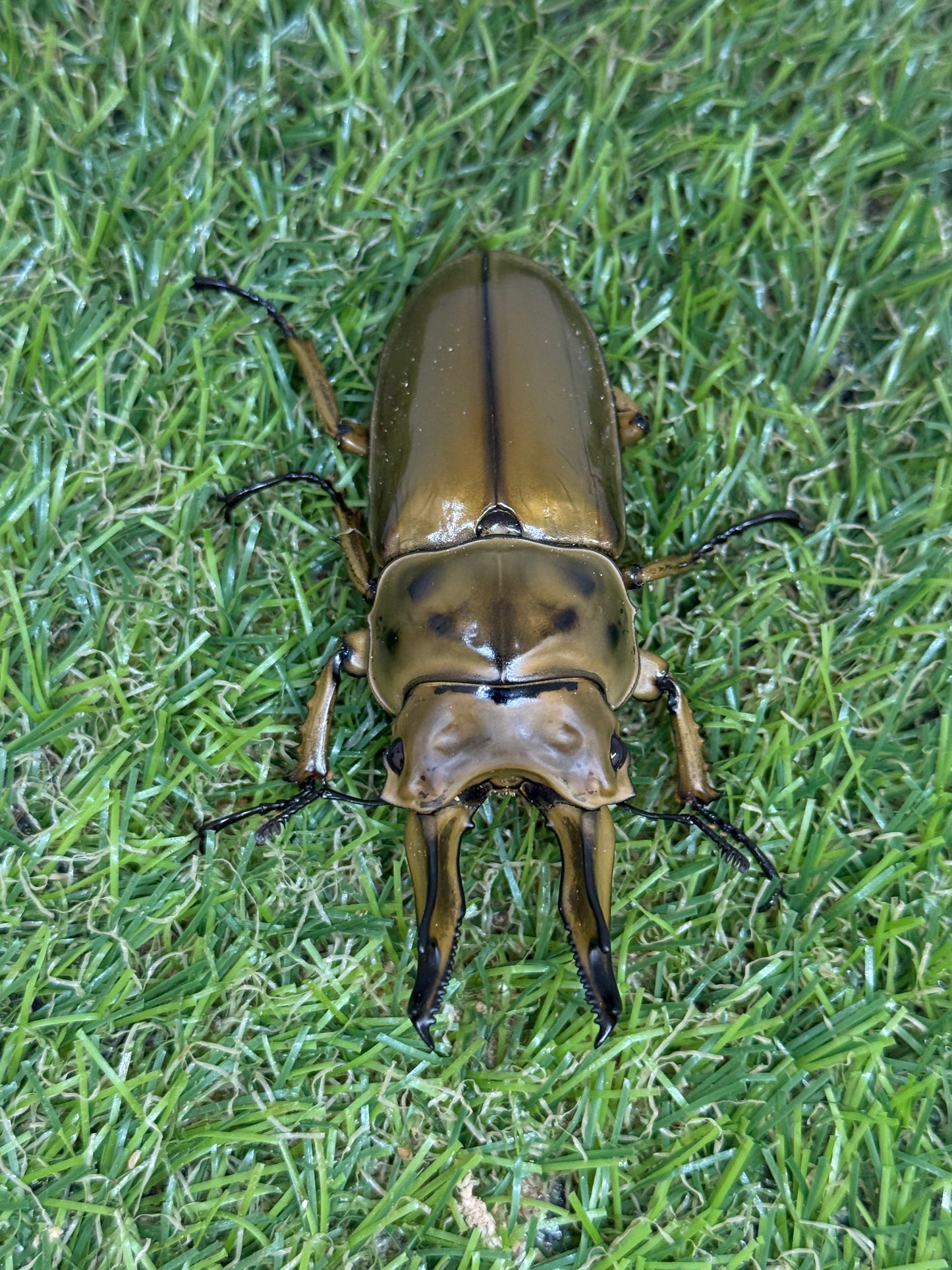 ババオウゴンオニクワガタ　♂75.7mm成虫ペア