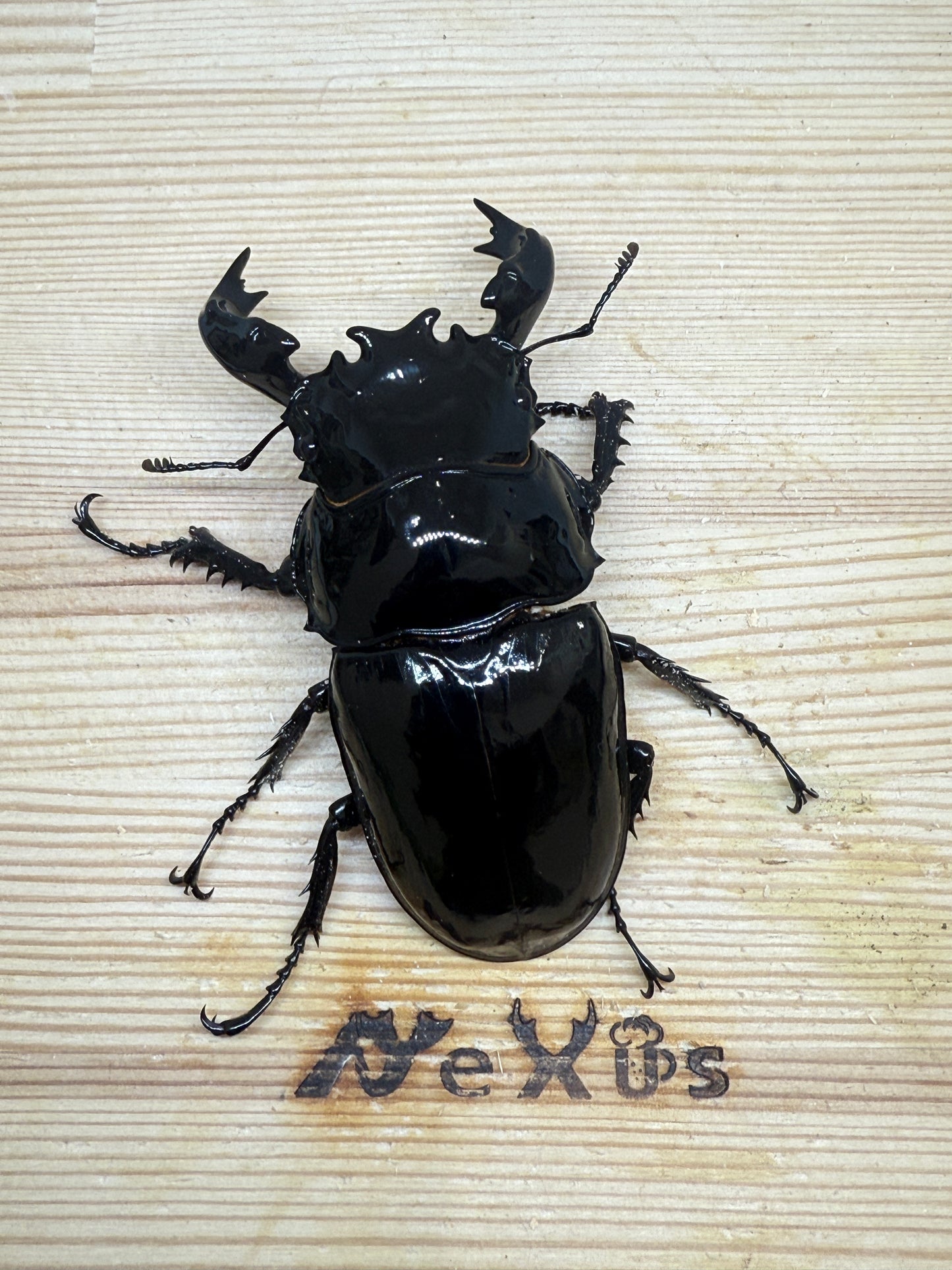 タランドゥスオオツヤクワガタ　♂87.1mm単品