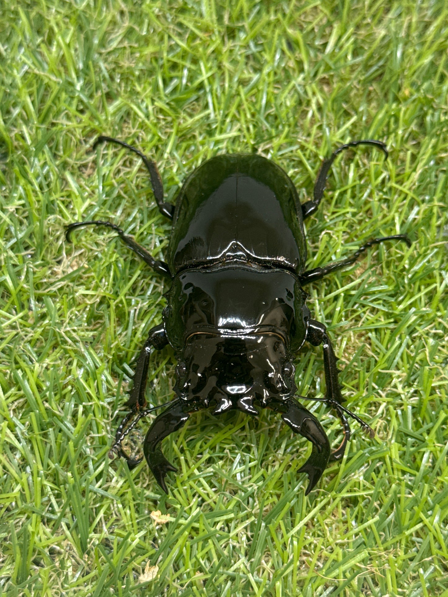 タランドゥスオオツヤクワガタ　♂75mm成虫ペア