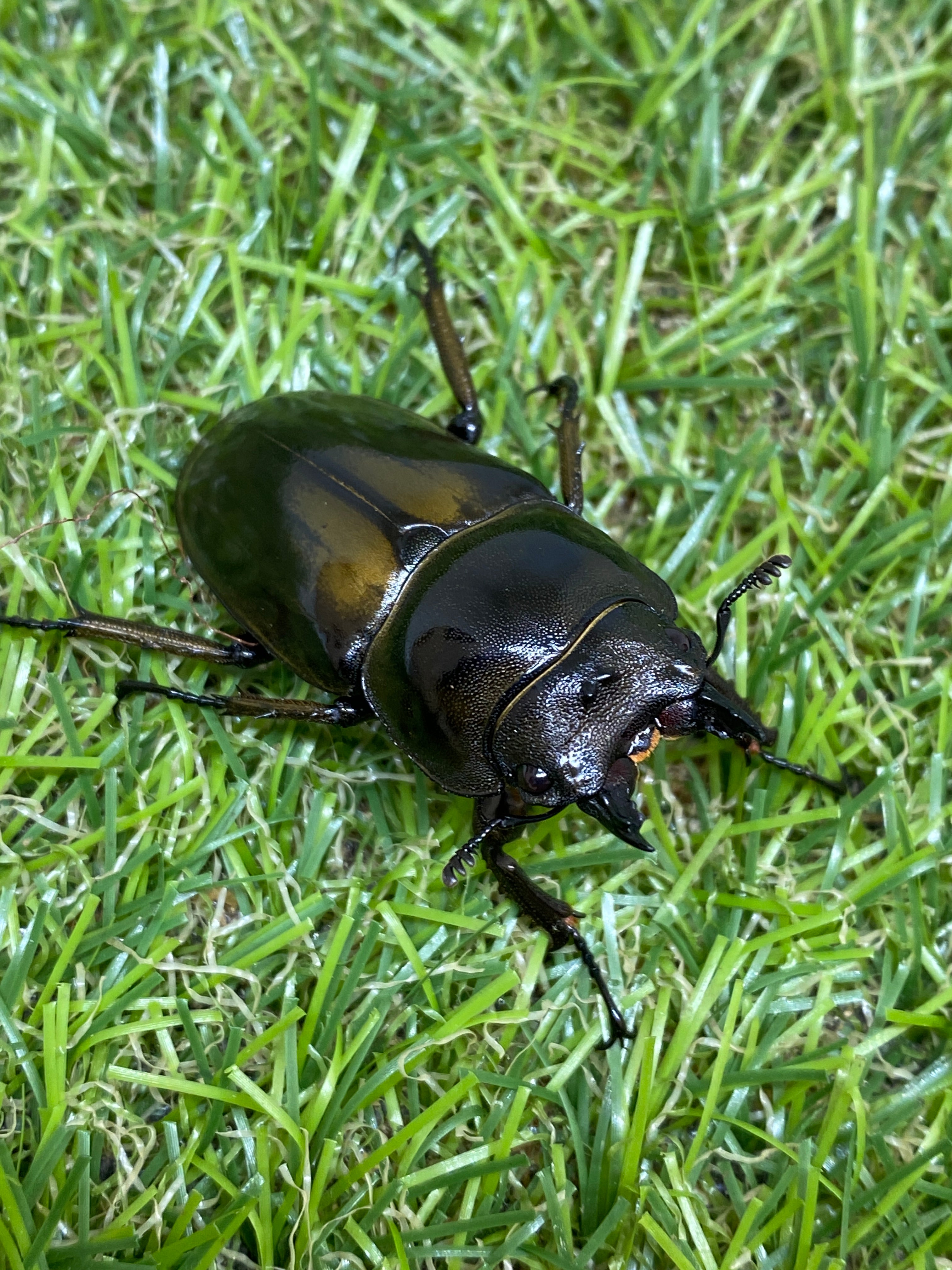 ババオウゴンオニクワガタ ♂69.5mm 成虫ペア – 昆虫ショップNexus