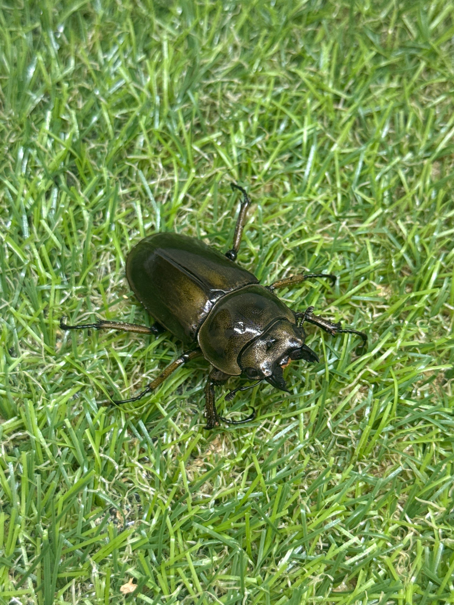 ババオウゴンオニクワガタ　♂58.3mm成虫ペア　即ブリード可能