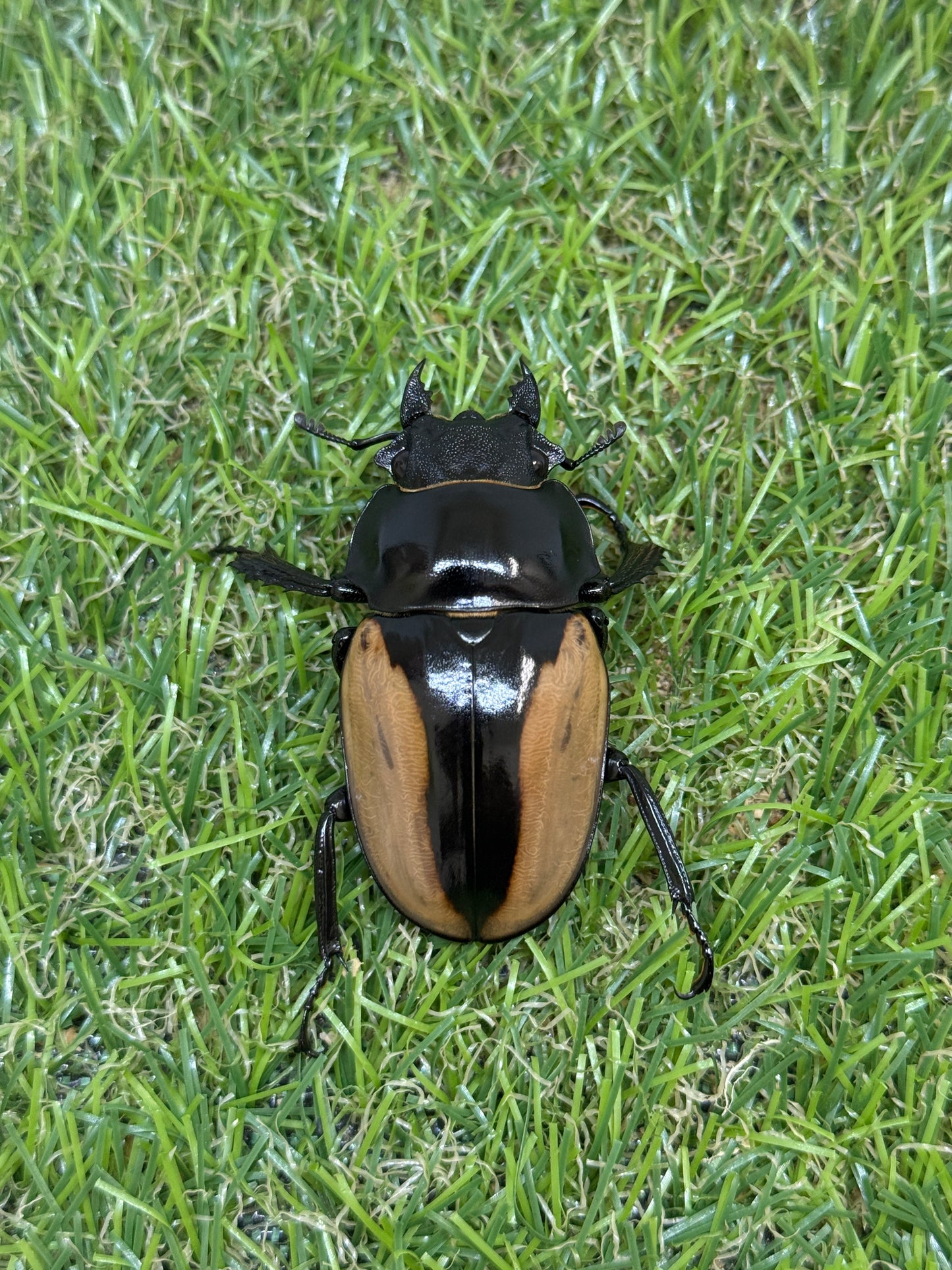 ブルマイスターツヤクワガタ　♂80.2mm成虫ペア