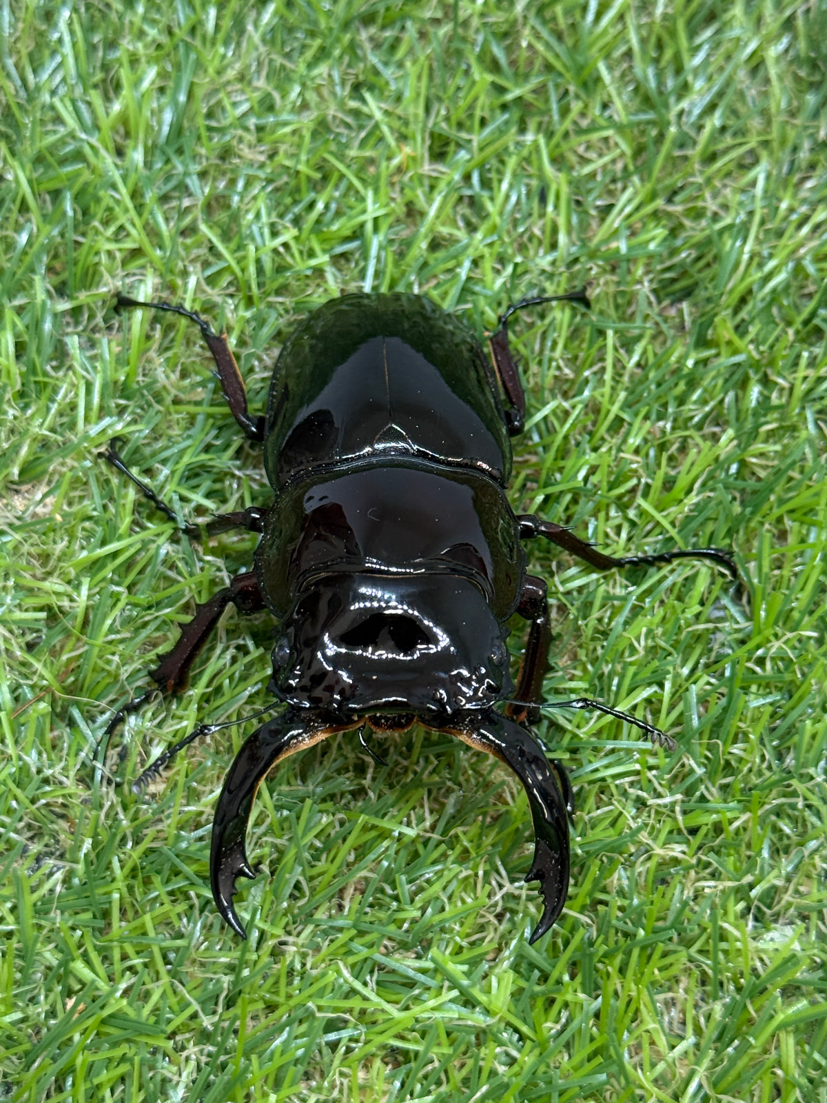 レギウスオオツヤクワガタ　♂80.7mm成虫ペア