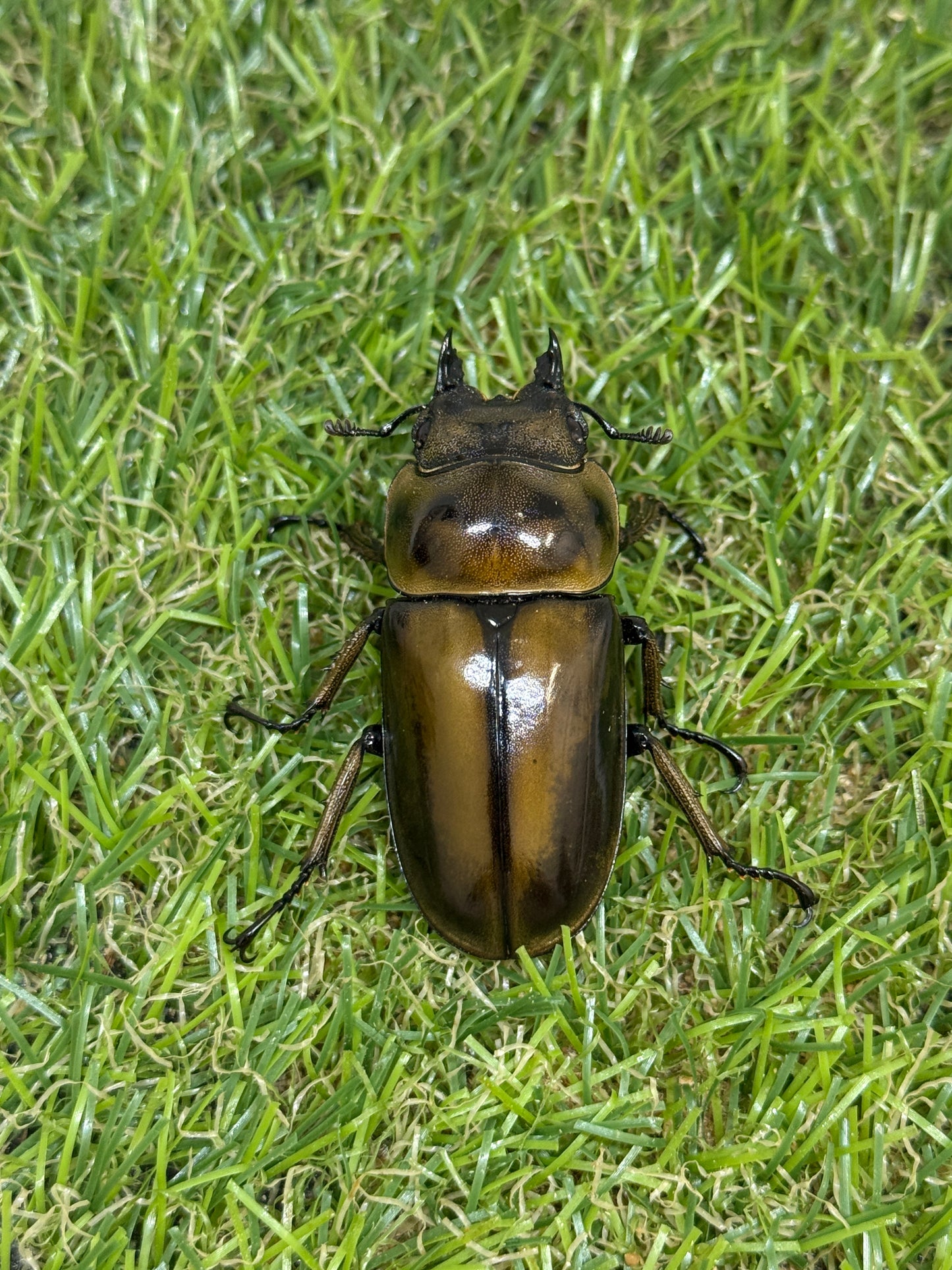 ババオウゴンオニクワガタ　♂75.7mm成虫ペア