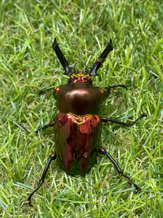 ニジイロクワガタ(レッド系)　♂56mm成虫ペア