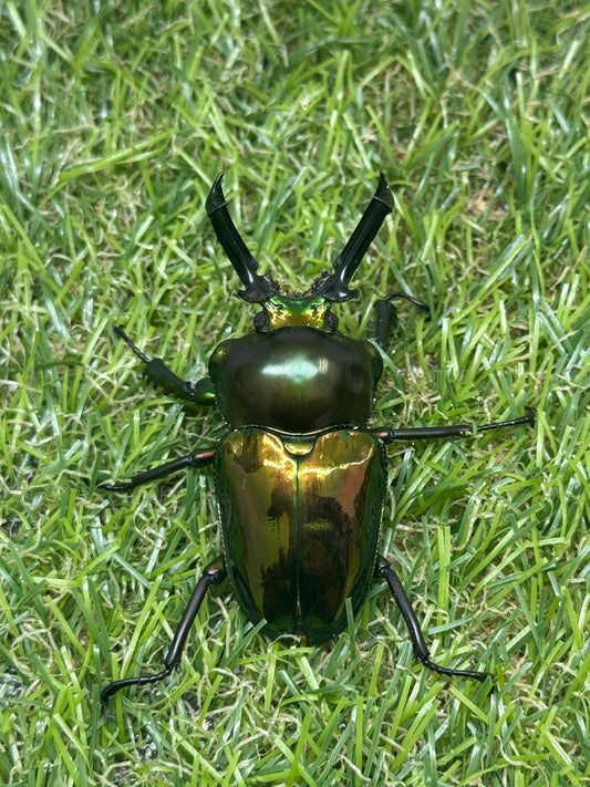 ニジイロクワガタ　♂55mm成虫ペア