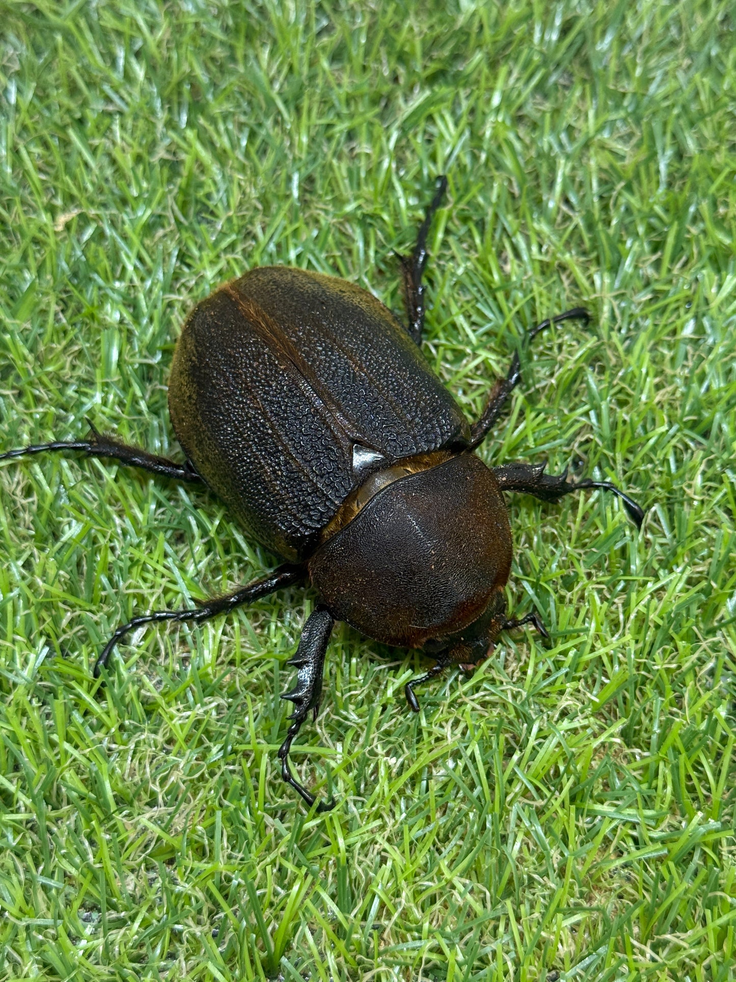 DH･ヘラクレス(極短極太血統)　♂114mm成虫ペア