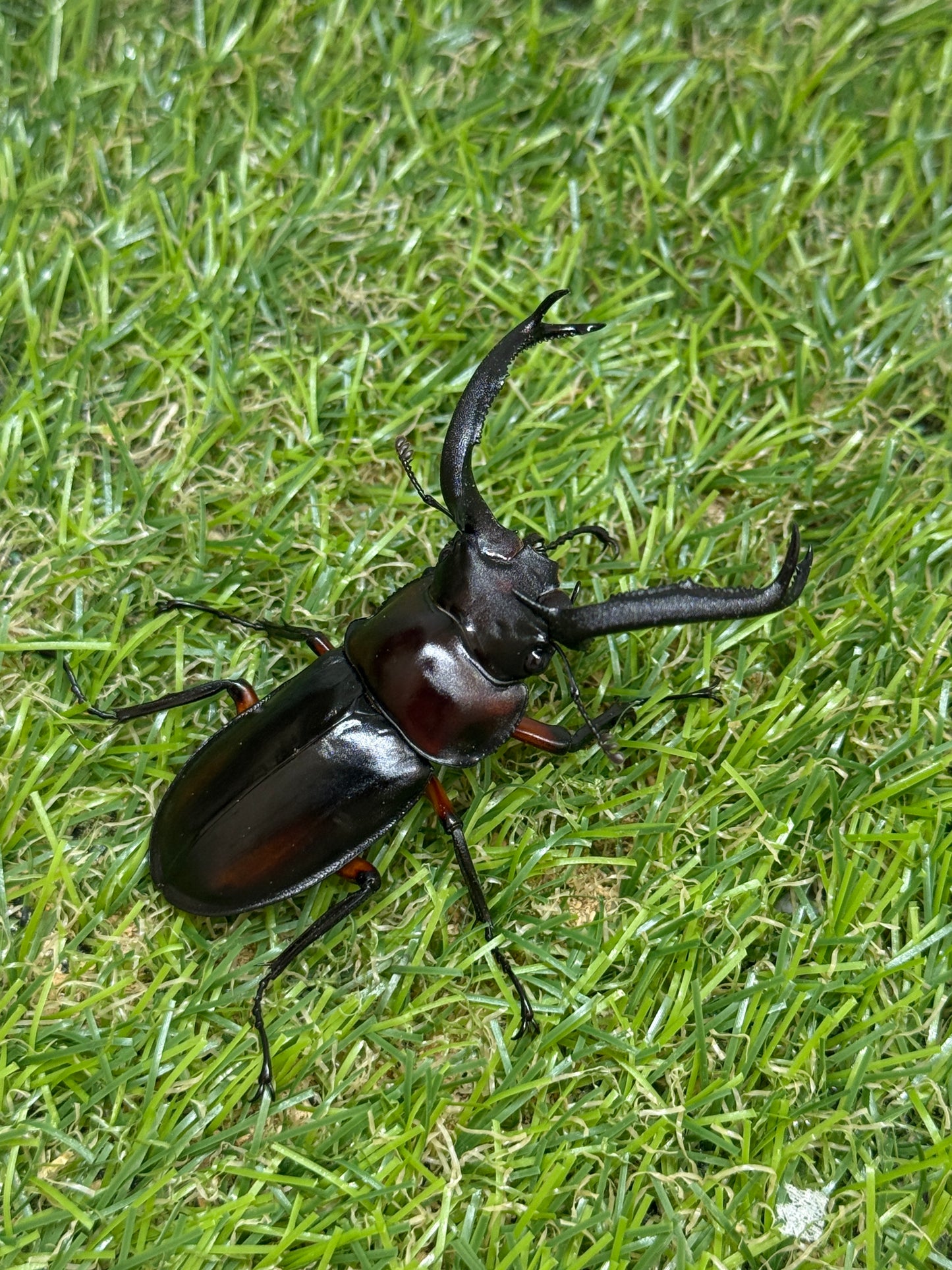 ディディエールシカクワガタ　♂63mm 成虫ペア