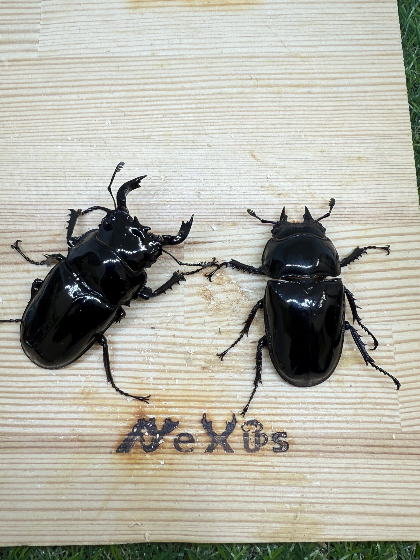 タランドゥスオオツヤクワガタ　♂59.5mm成虫ペア