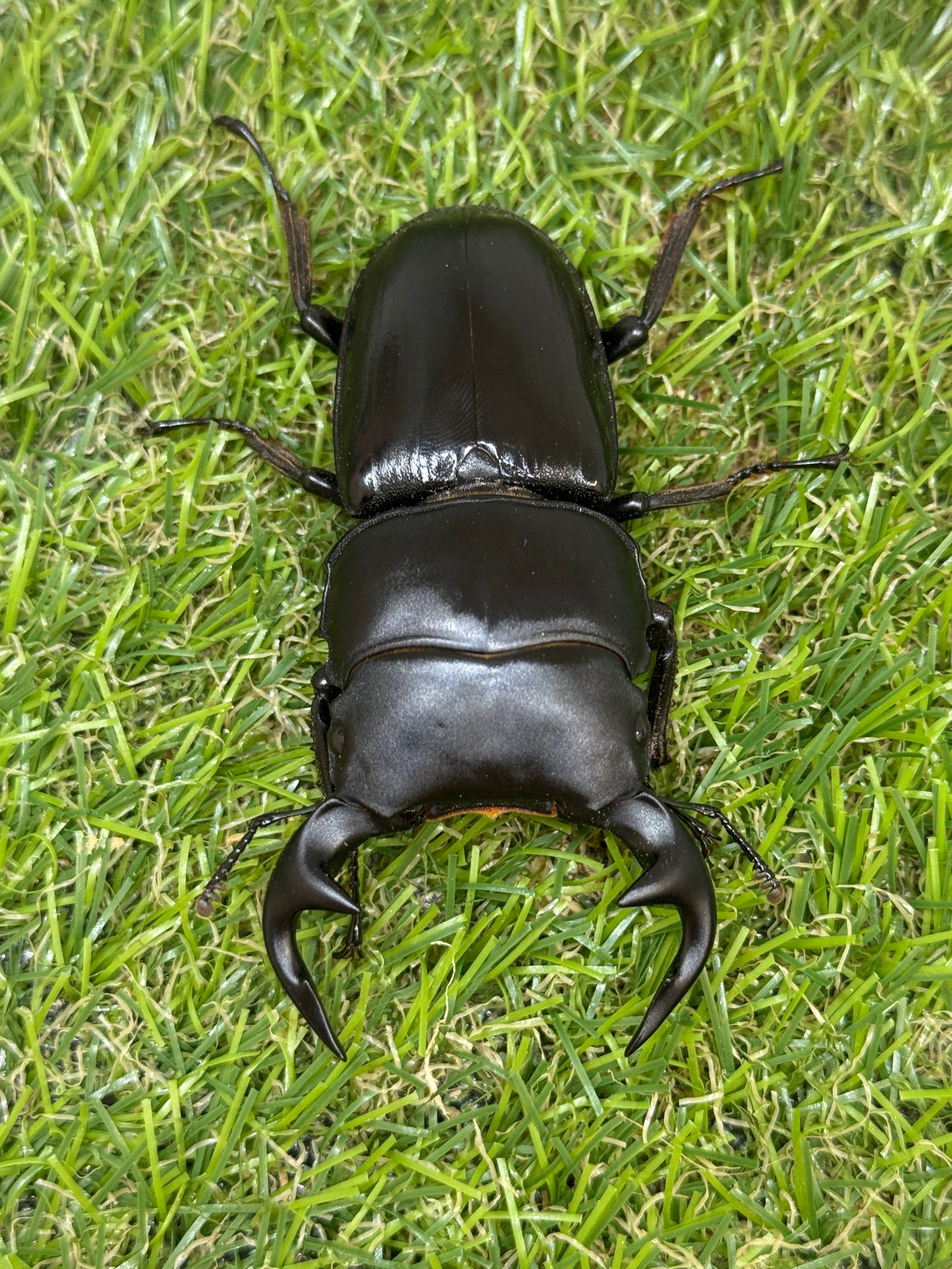 グランディスオオクワガタ　♂76mm成虫ペア