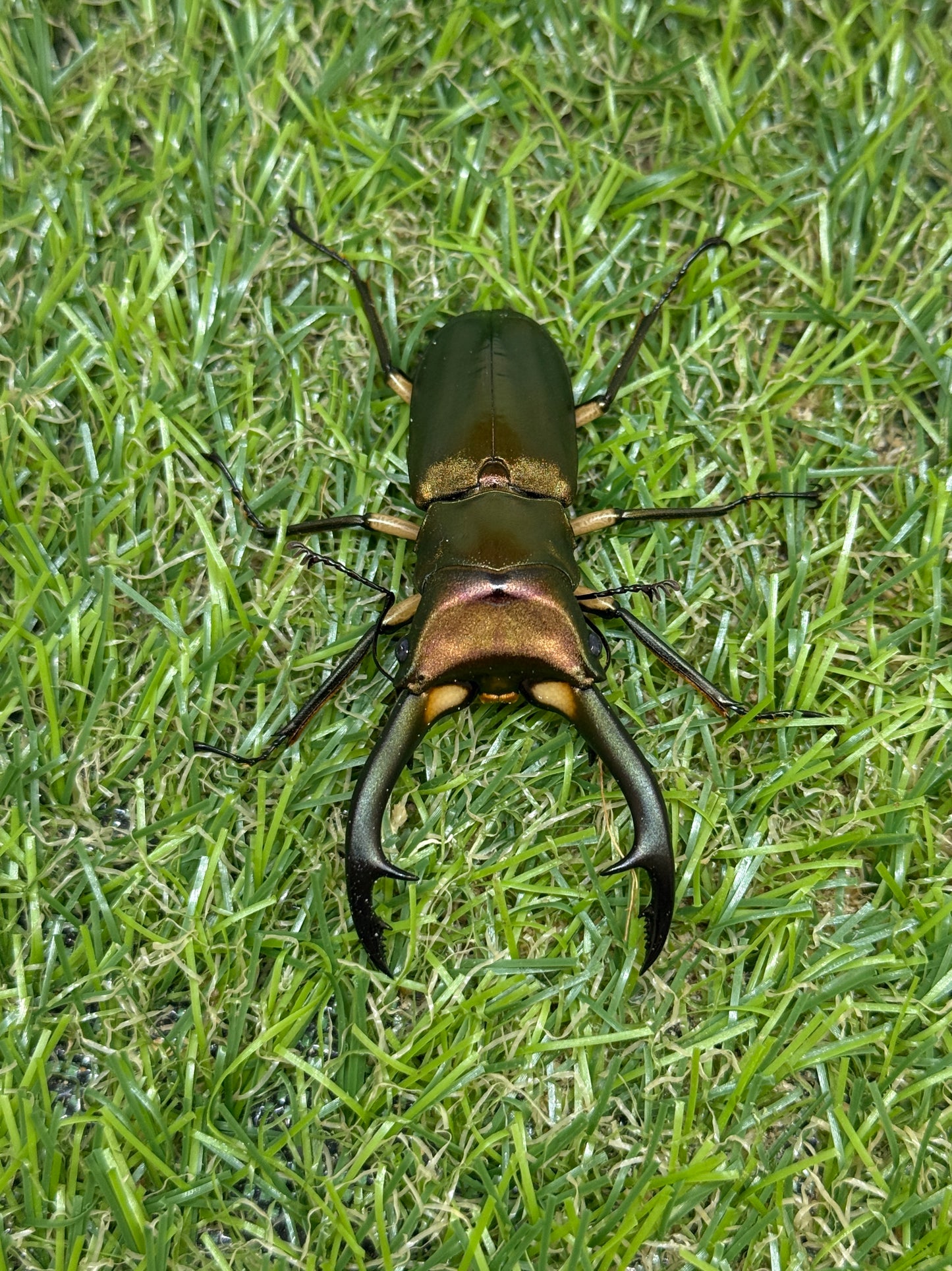 エラフスホソアカクワガタ　♂61.5mm成虫ペア