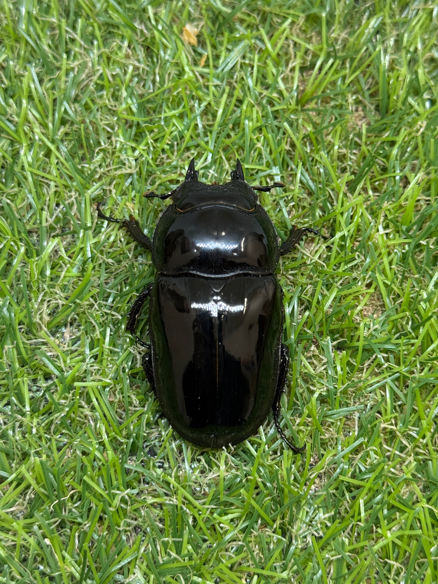タランドゥスオオツヤクワガタ　♂87.1mm成虫ペア