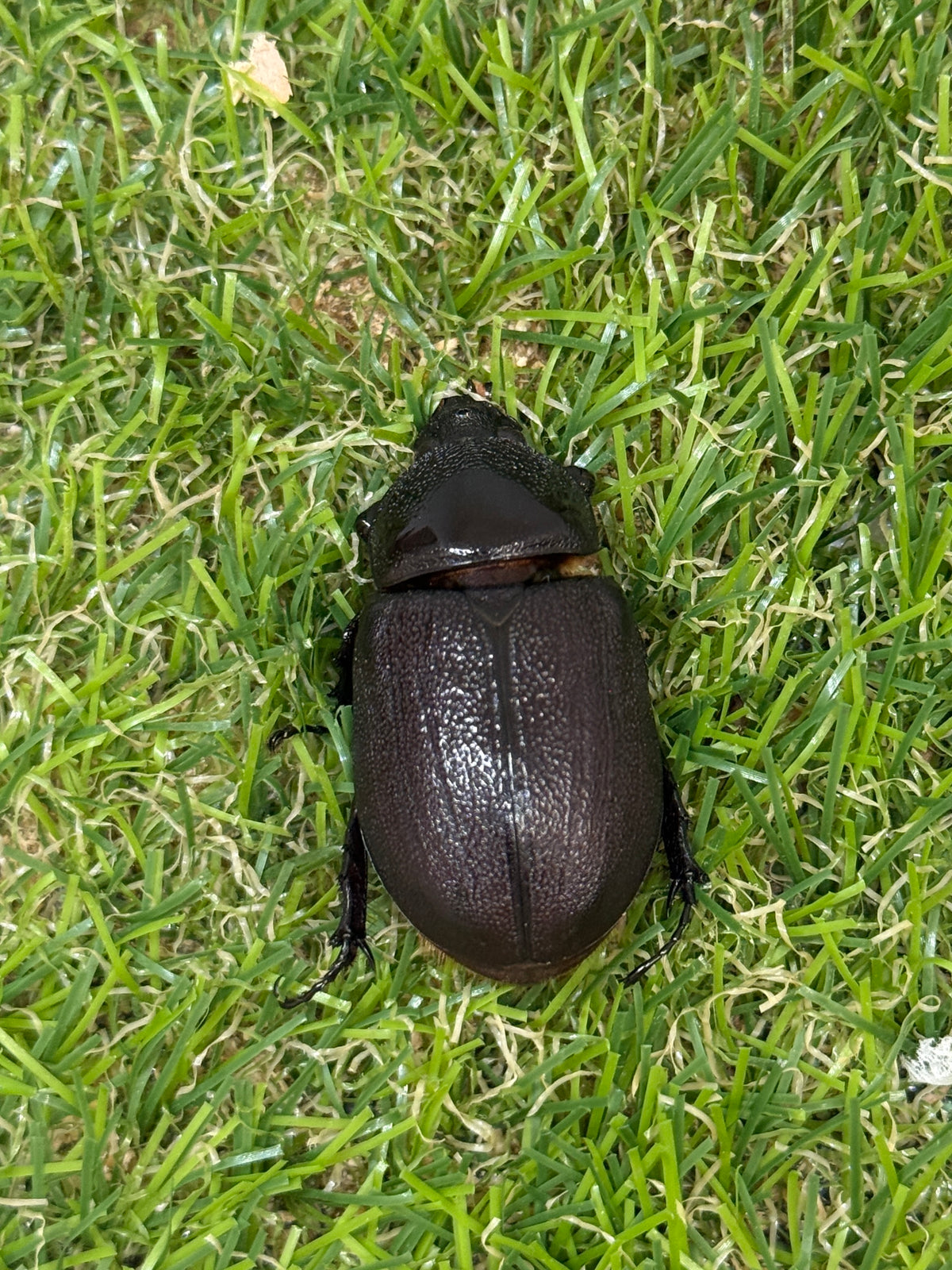 ペヘルケヘラヅノカブト(ペヘルケヒサシサイカブト)　♀freeサイズ単品