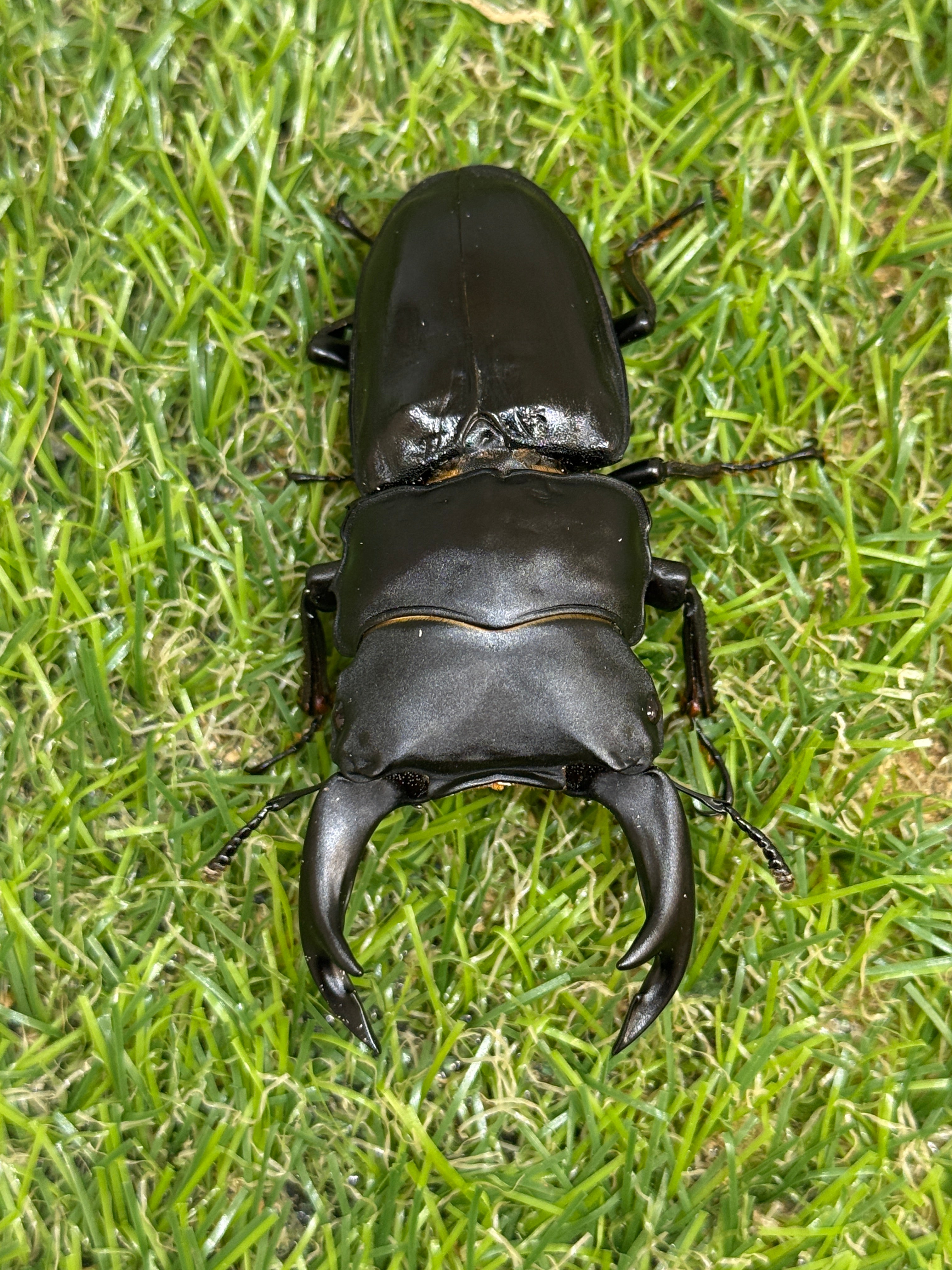 オオクワガタ 奈良輪川西 ♭72.3mm 成虫ペア｜兵庫県川西市産・CB