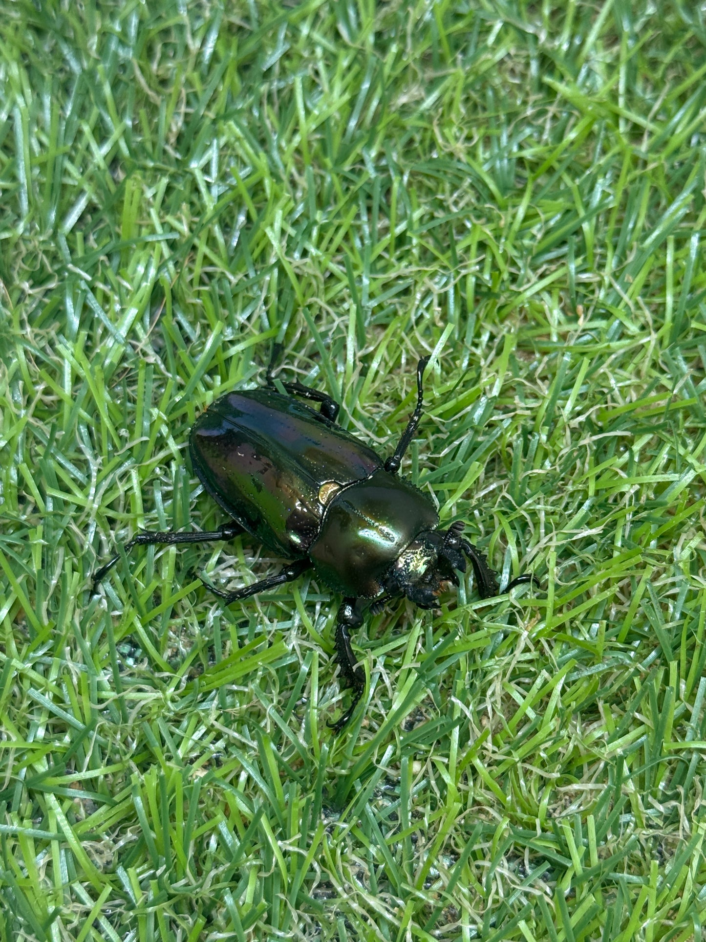 ニジイロクワガタ　♂54mm成虫ペア