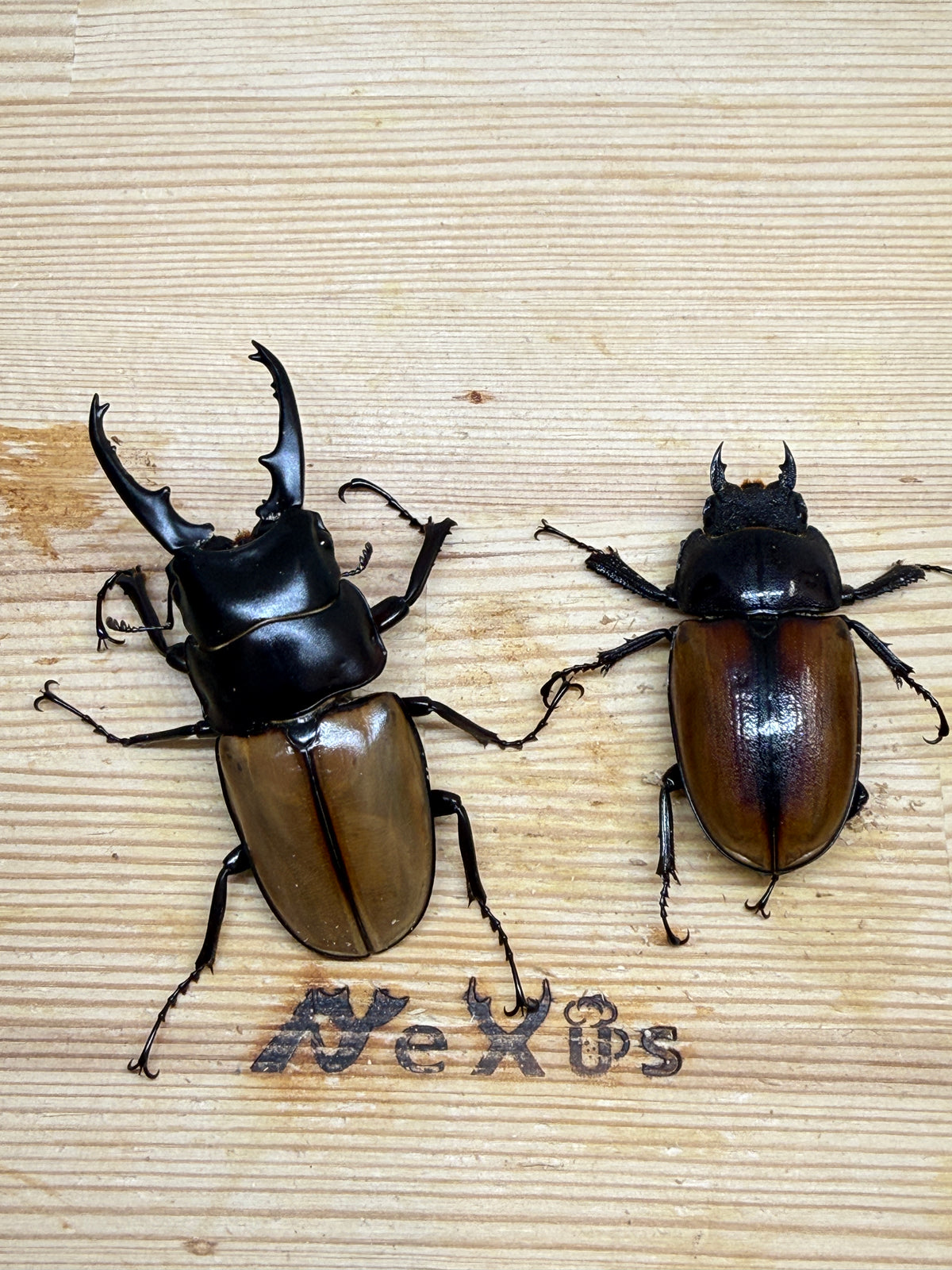 ラフェルトノコギリクワガタ　♂67mm成虫ペア