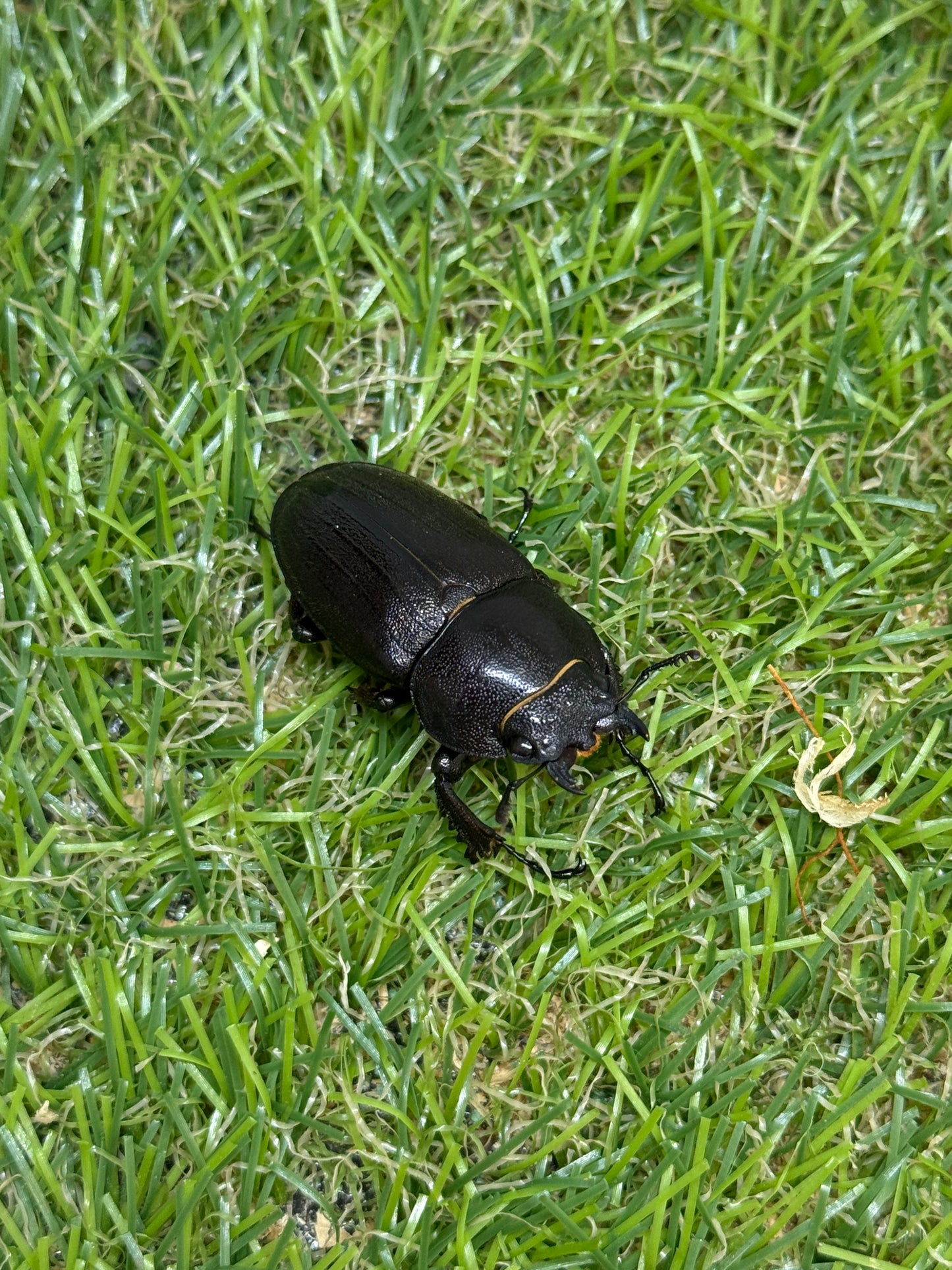 アマミノコギリクワガタ ♂66mm成虫ペア