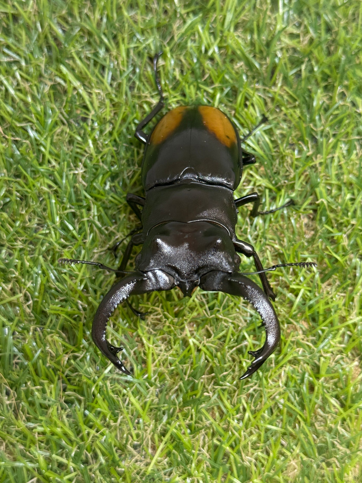 パリーフタマタクワガタ(セアカフタマタクワガタ)　♂82.5mm成虫ペア
